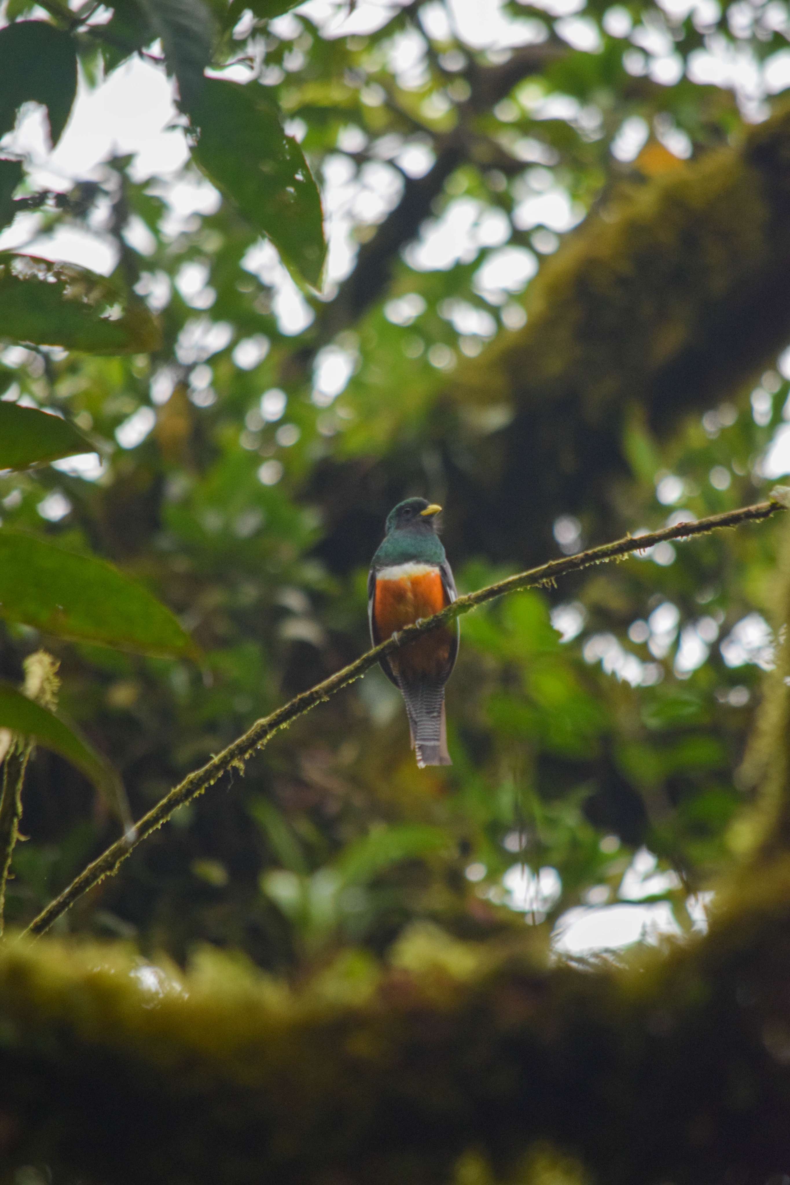 Orange-bellied Trogon