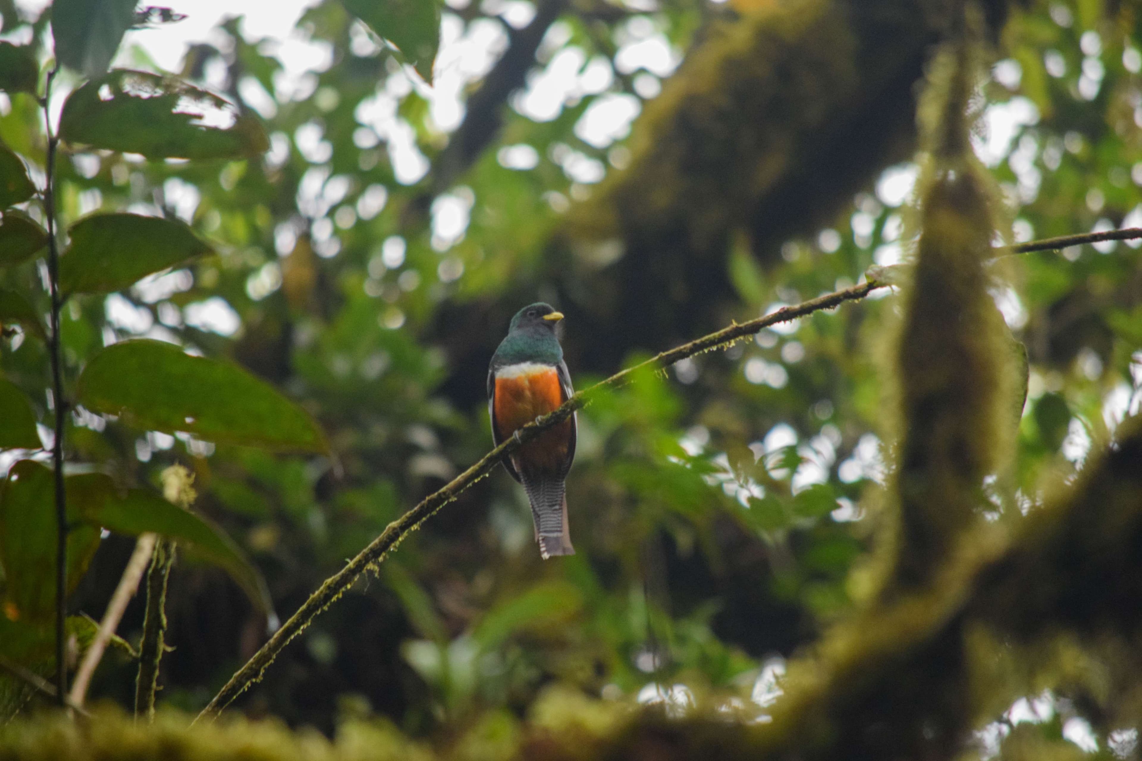 Orange-bellied Trogon