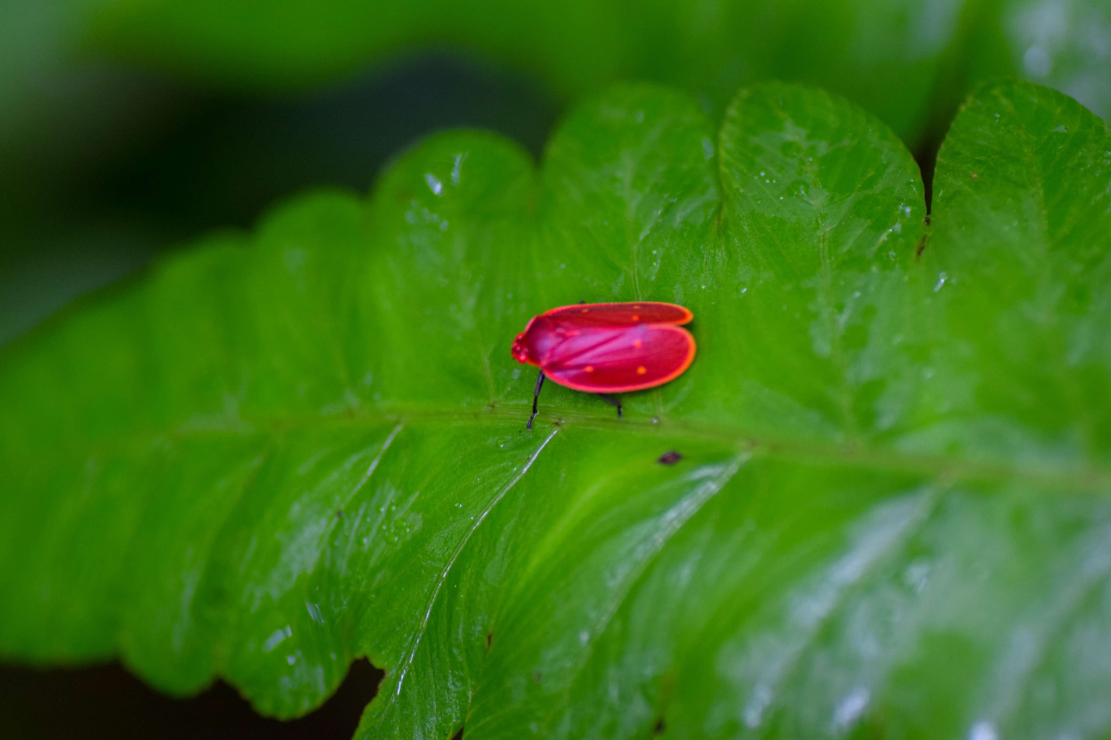 Juvenile Leafhopper