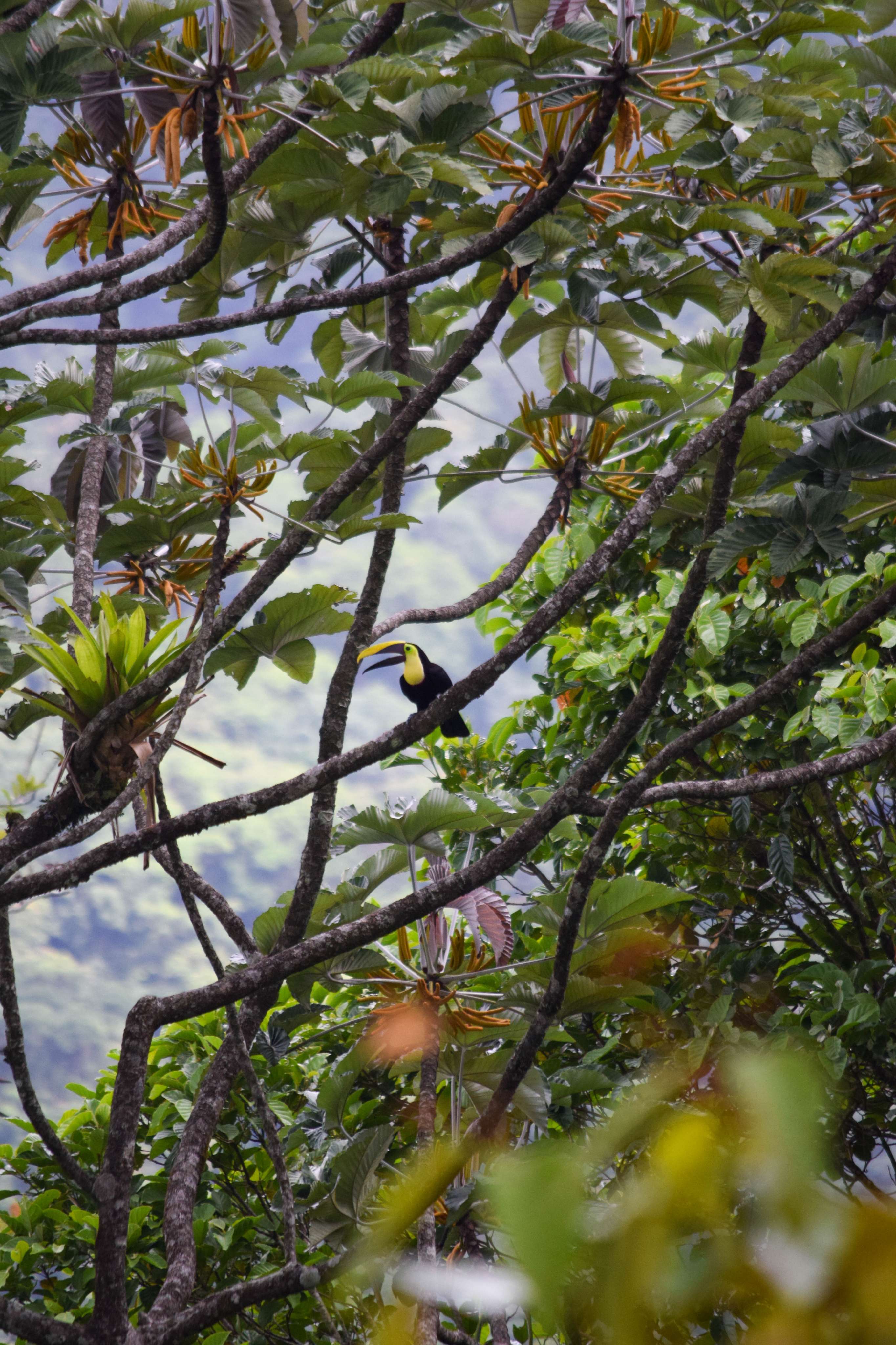 Yellow-throated Toucan
