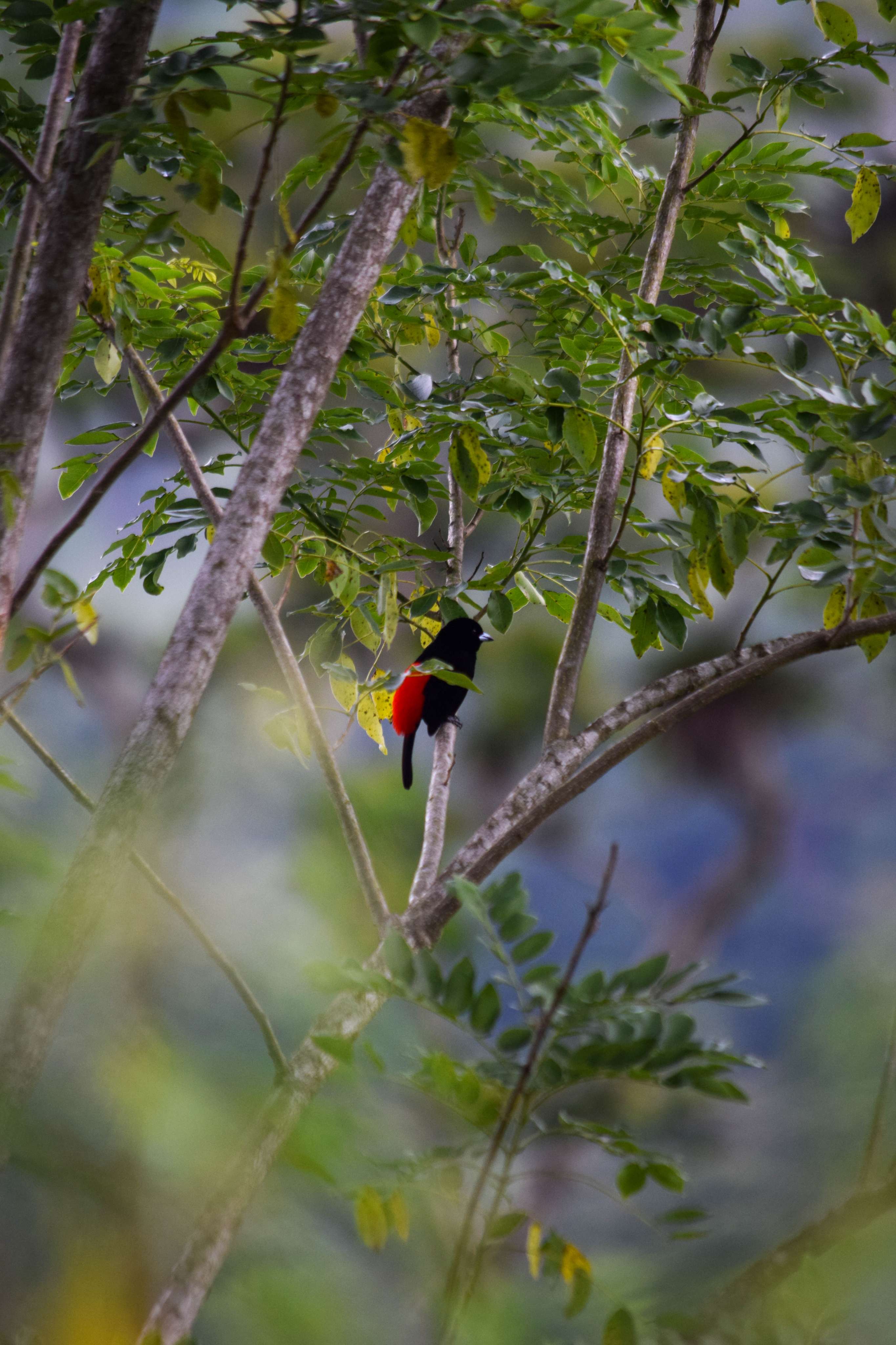 Cherrie's Tanager
