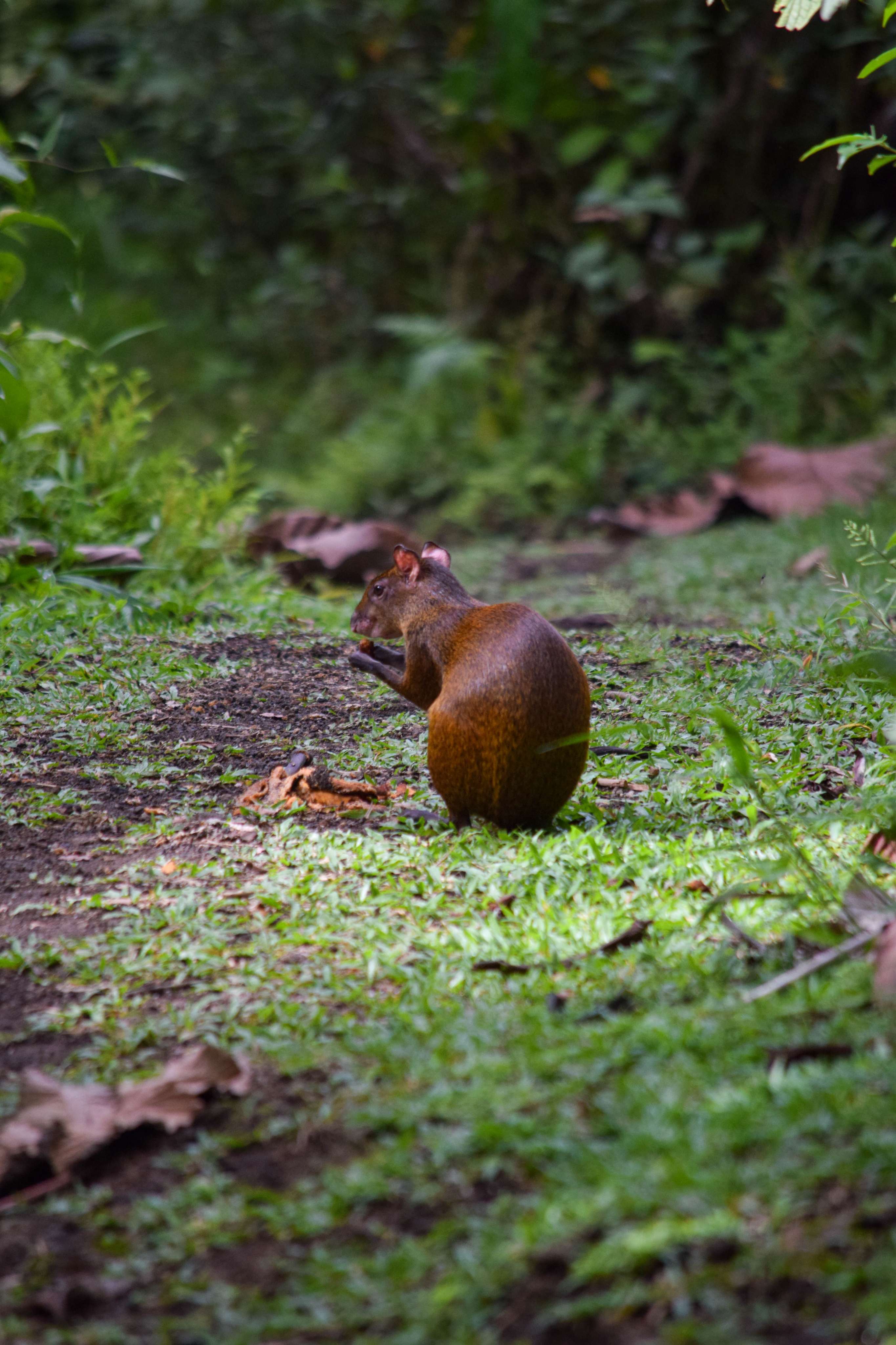 Central American Agouti