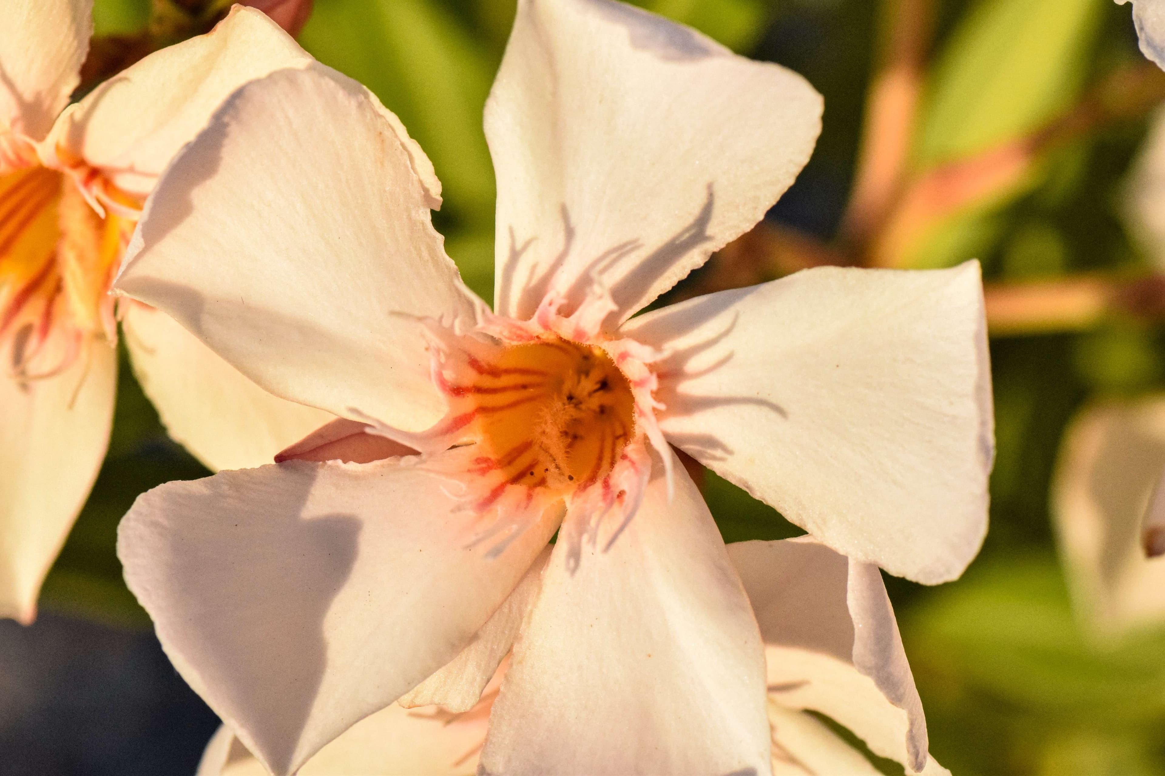 There is a close up of a flower with a blurry background.