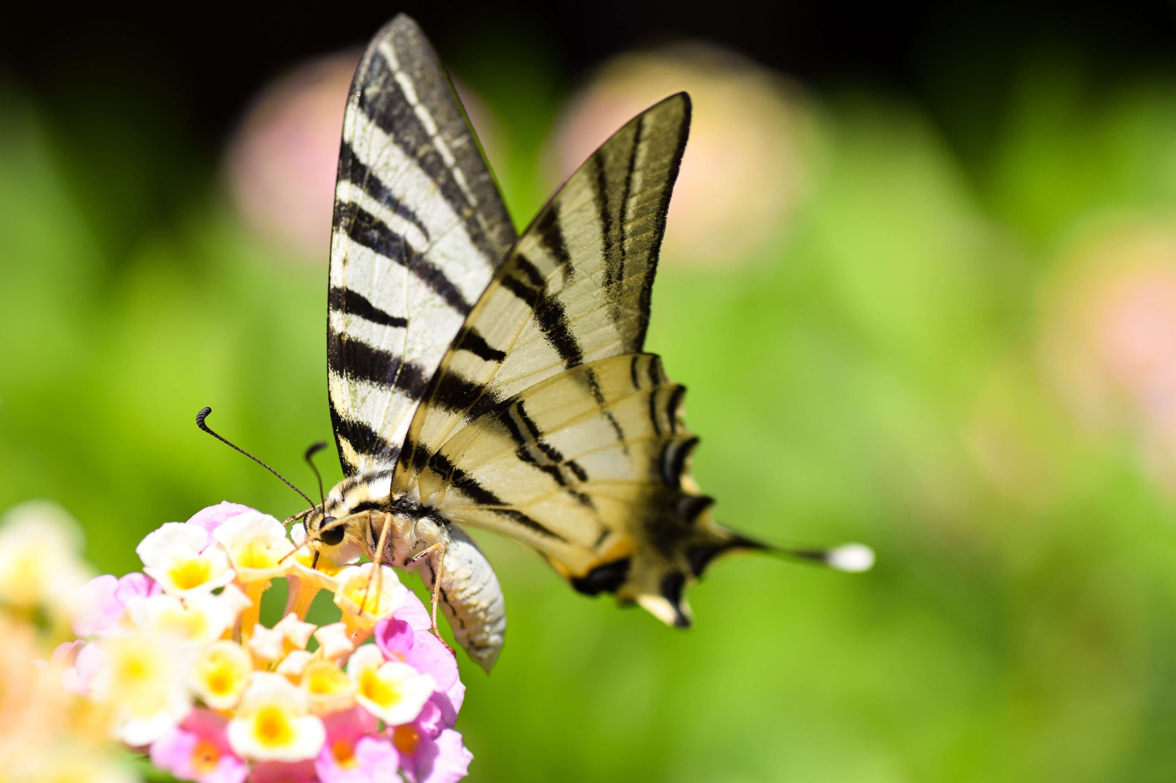 Zebra butterfly on a flower with a green background.