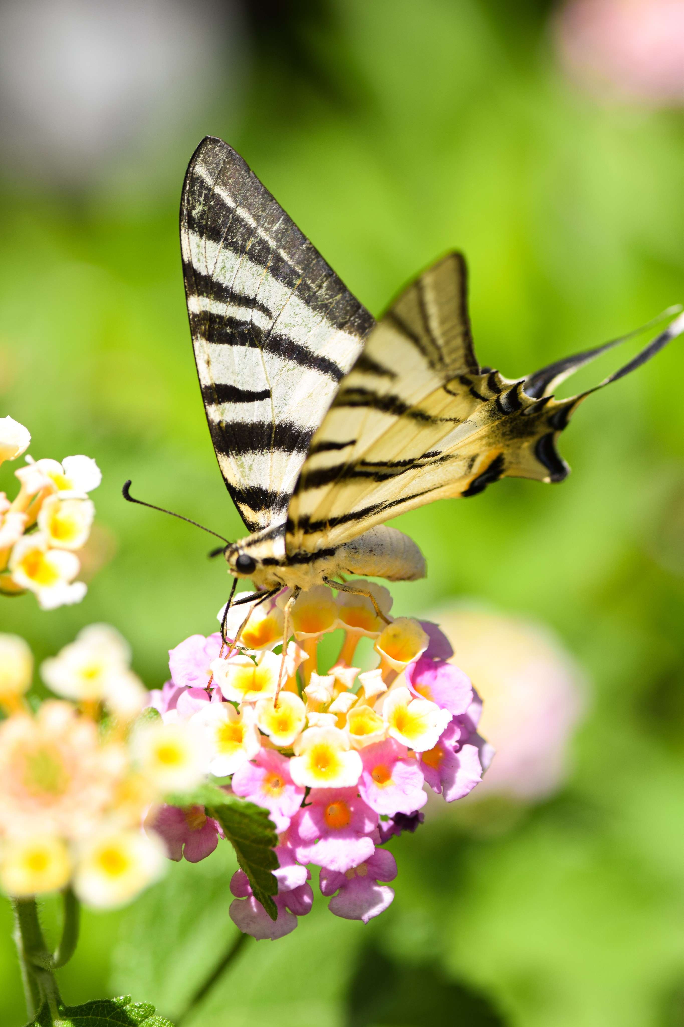 Zebra butterfly on a flower with yellow and white flowers in the background.