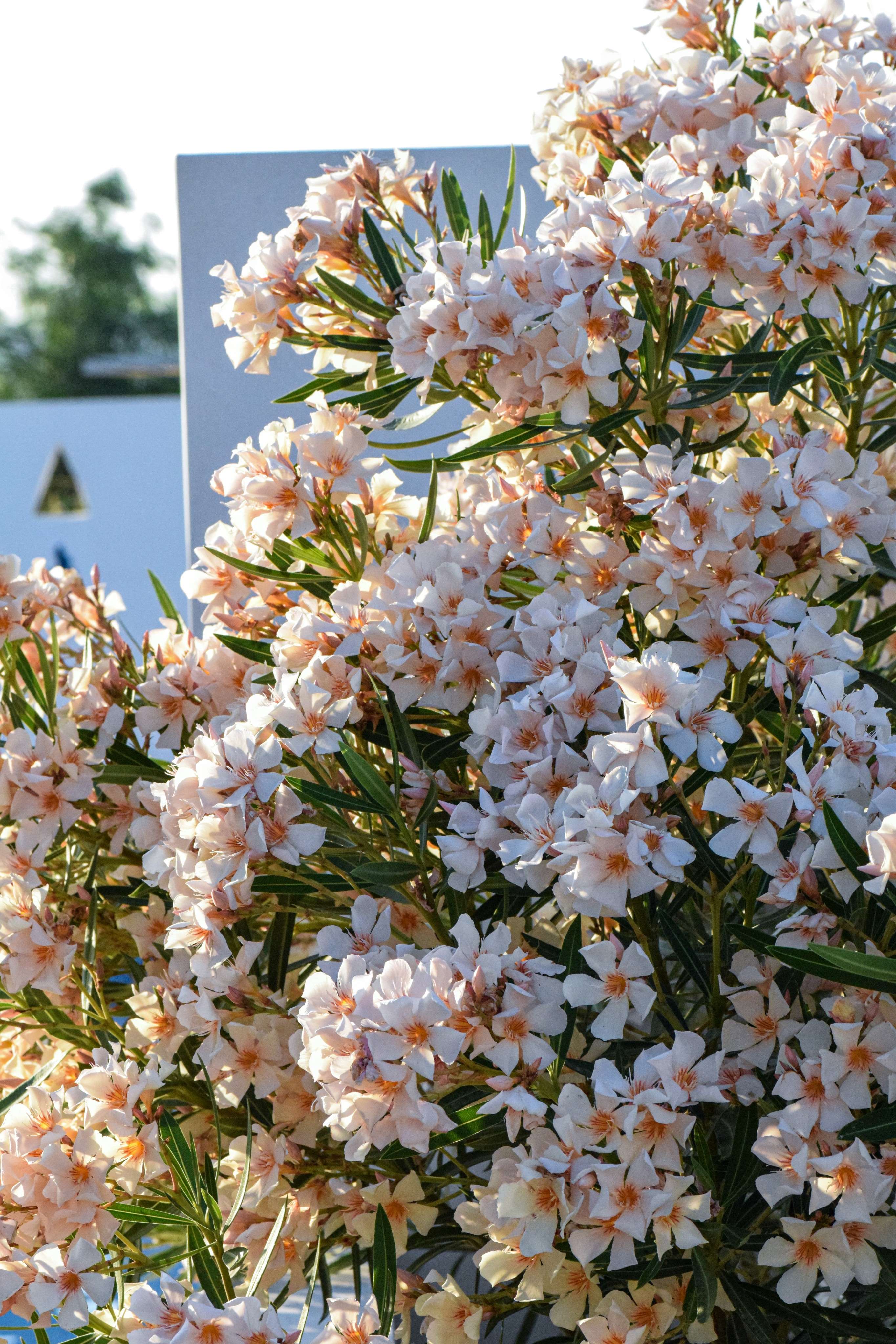 There is a bush of flowers that are in front of a building.