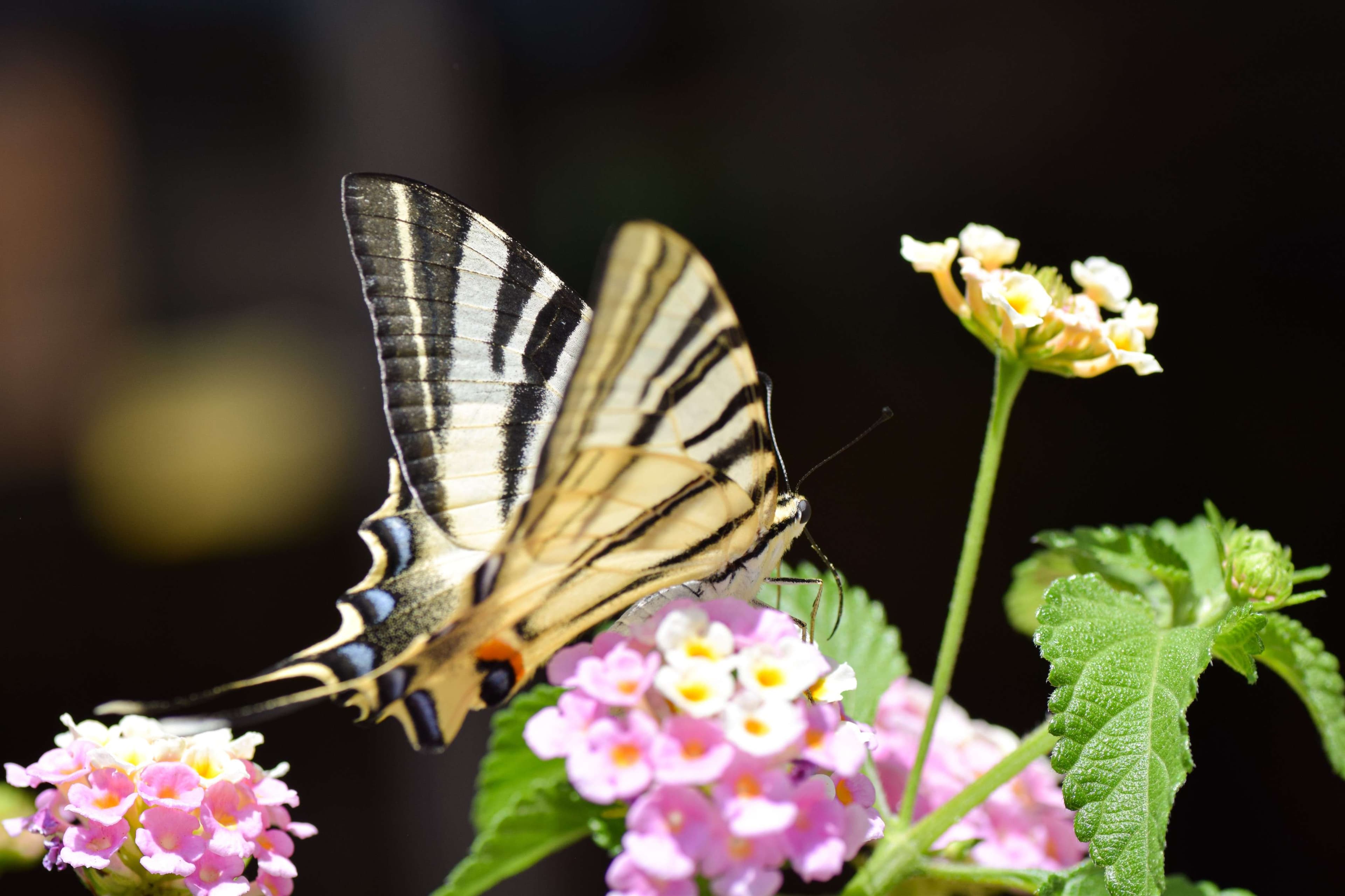 Zebra butterfly on a flower with a blurry background.
