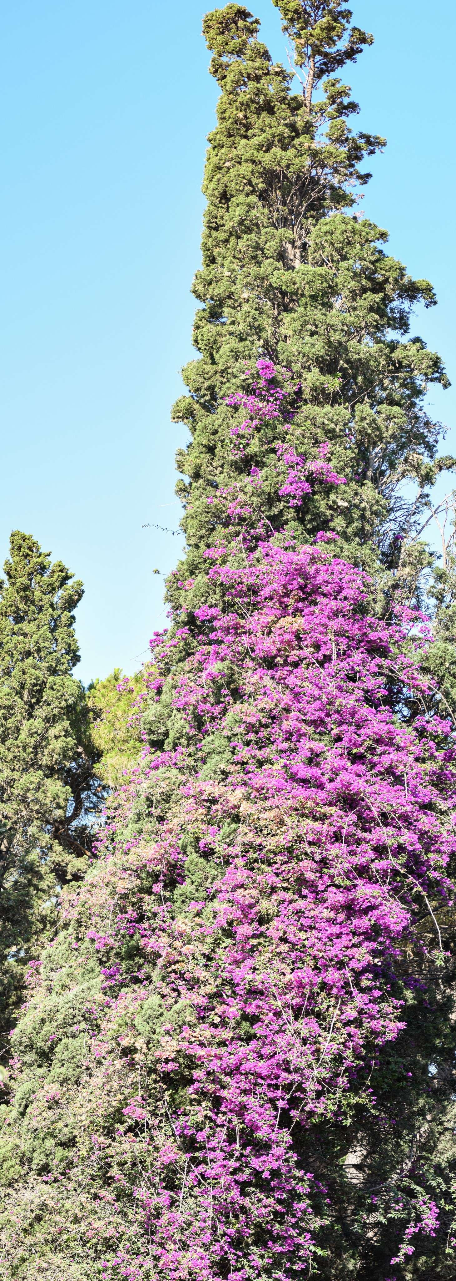 Purple flowers on a tree in a park with a bench.