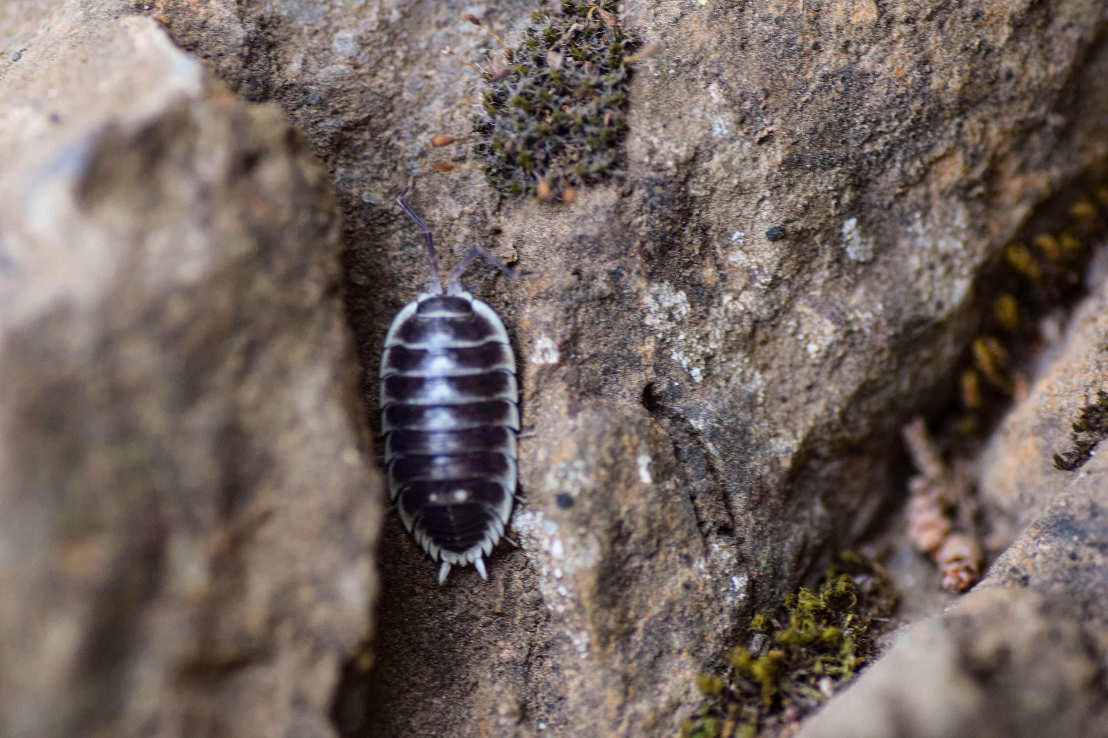 Araffe on a rock with moss and lichens.