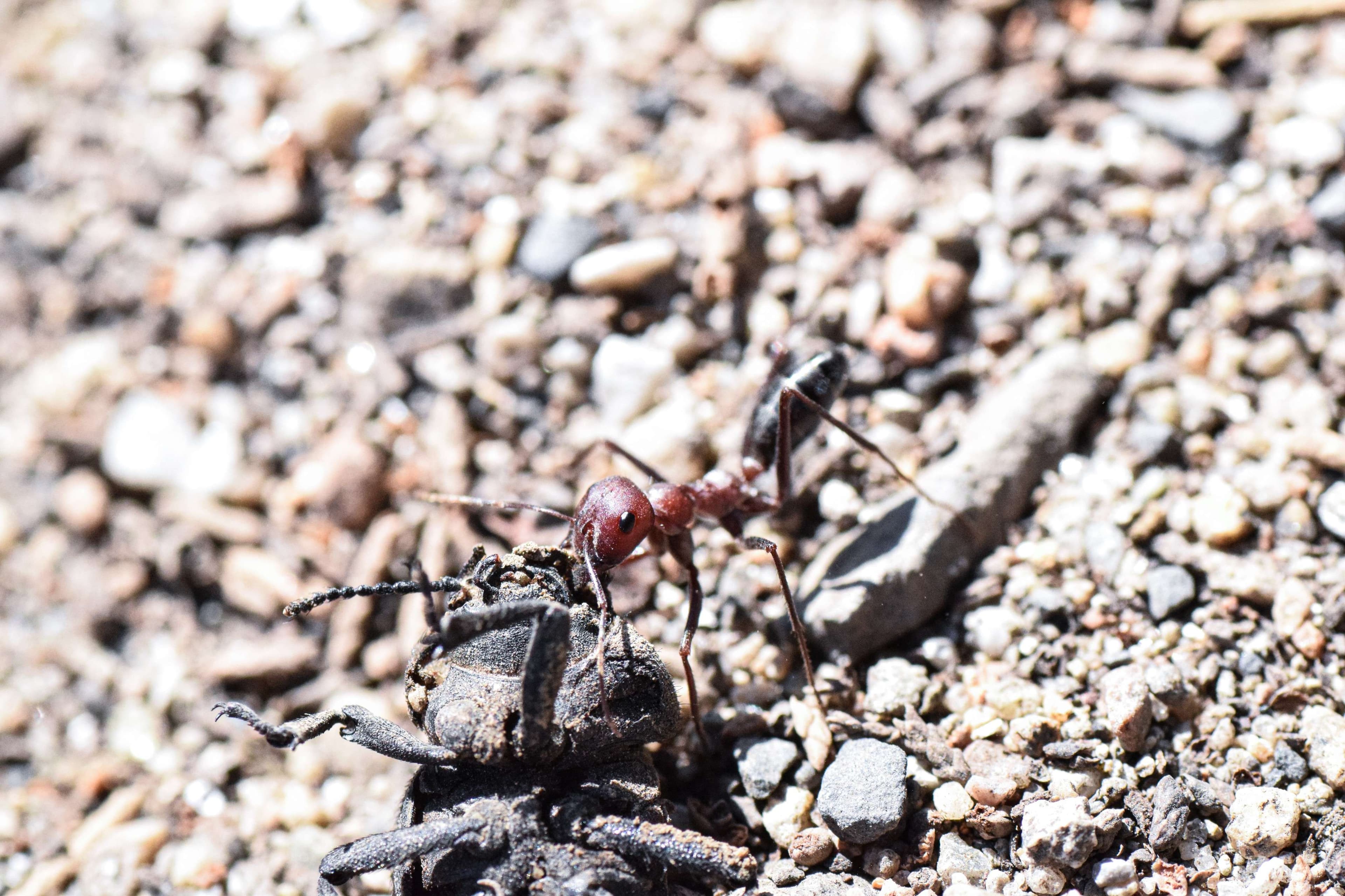 There is a small ant that is walking on the ground.