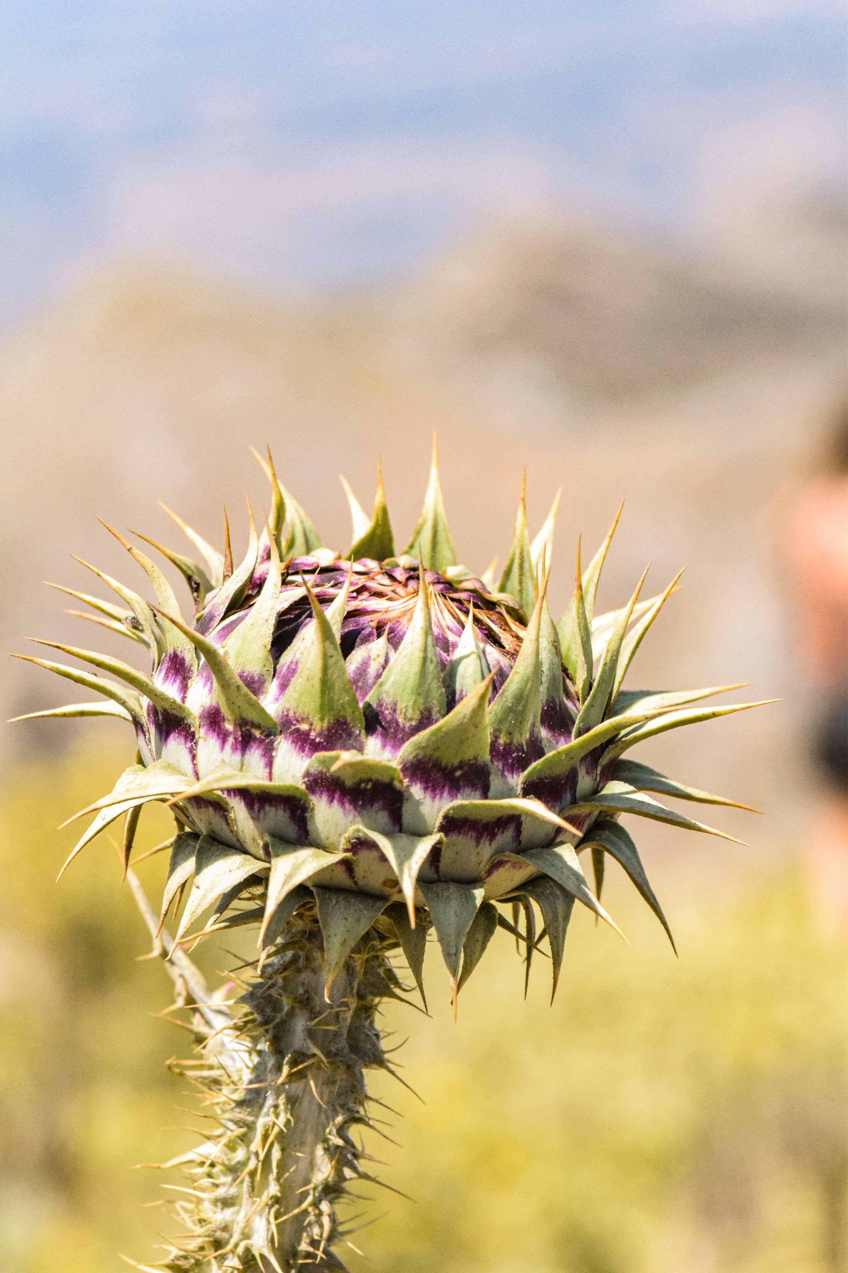 There is a thistle plant with purple flowers in the foreground.