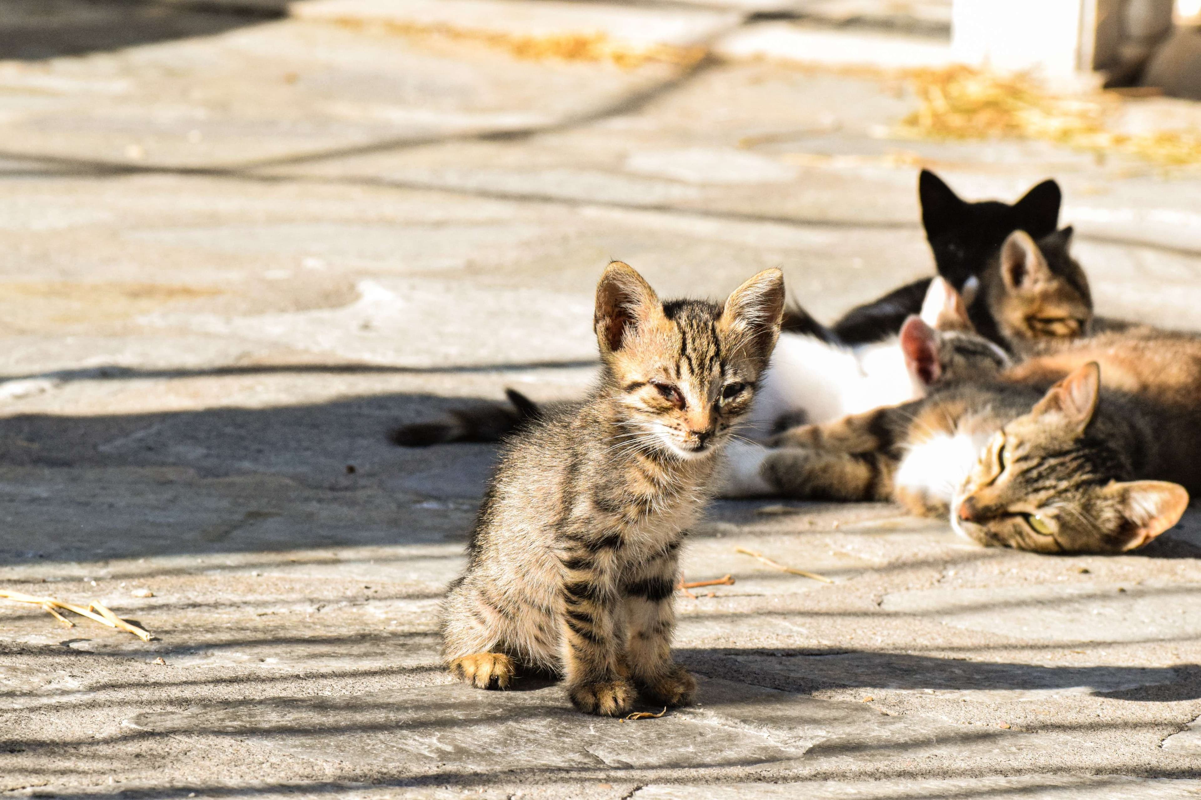 There is a white statue of a man on a shelf.