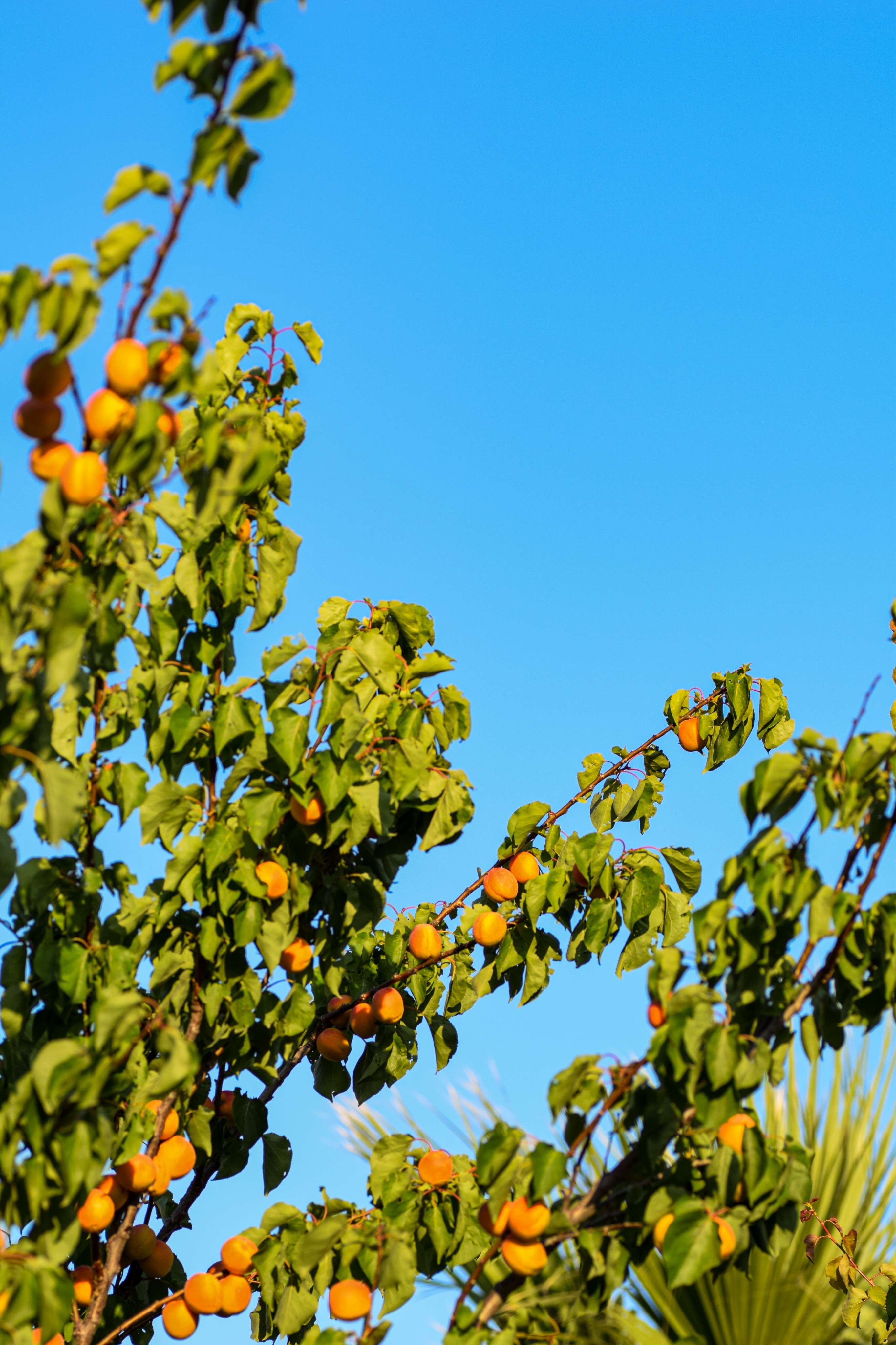 There is a tree with oranges growing on it and a blue sky in the background.