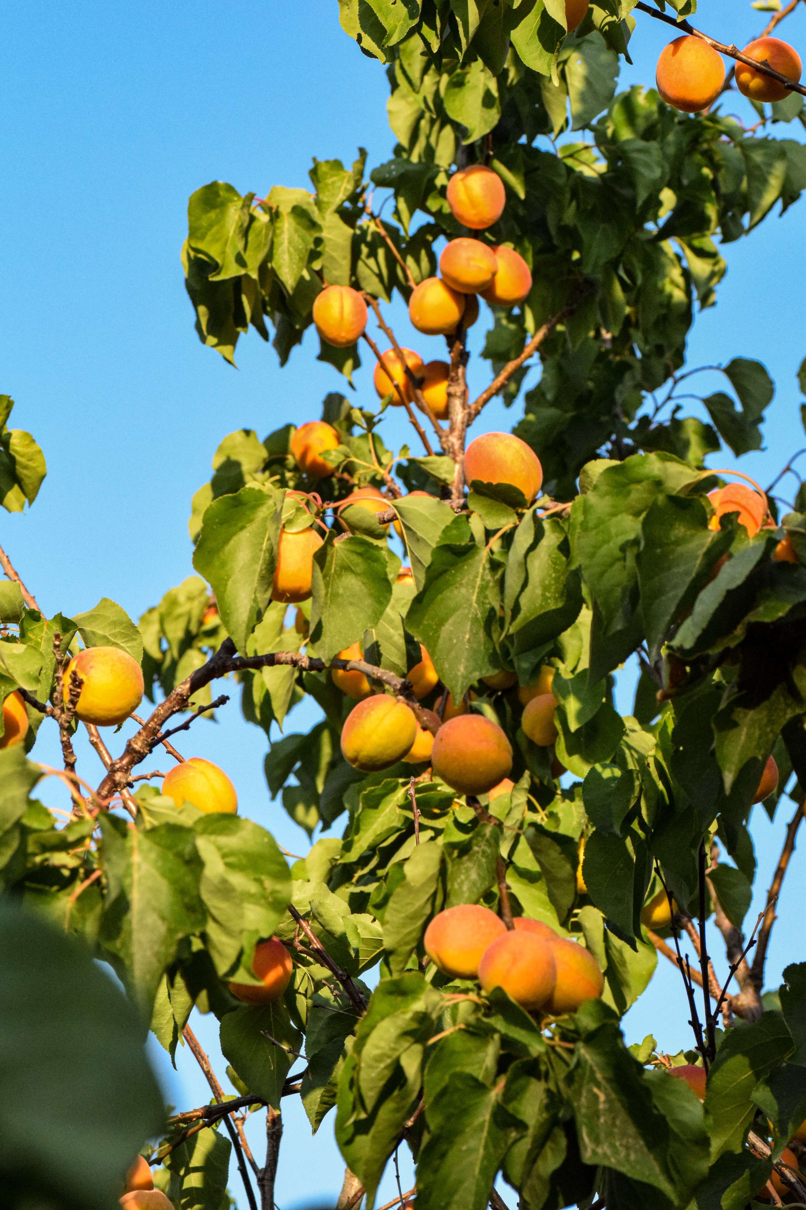There is a tree with many fruits growing on it.