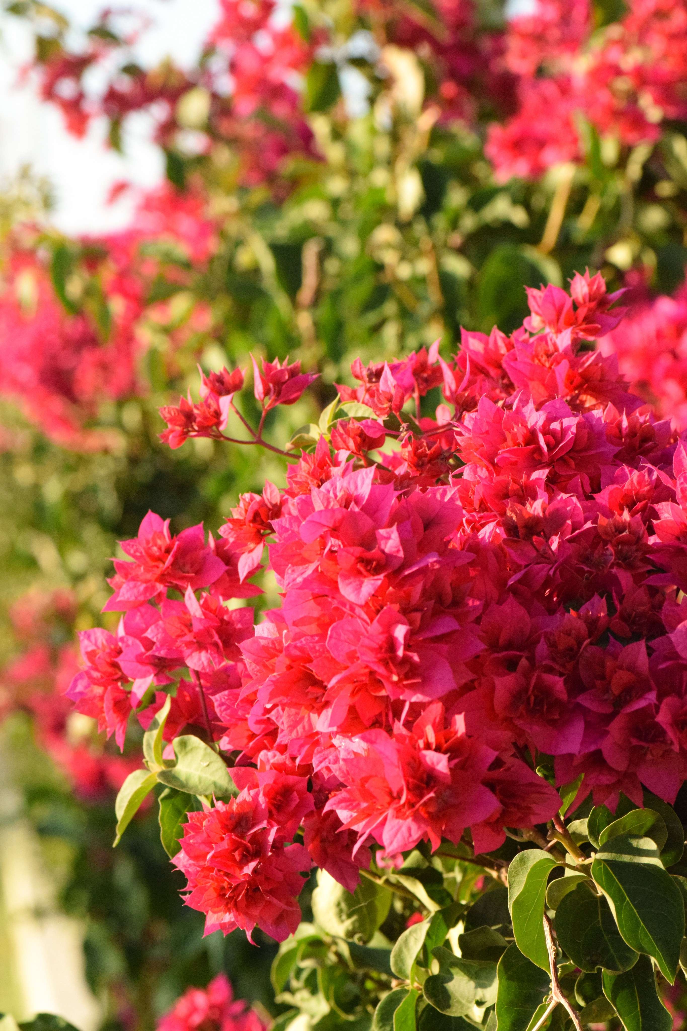 There is a large bush of pink flowers in the middle of the garden.