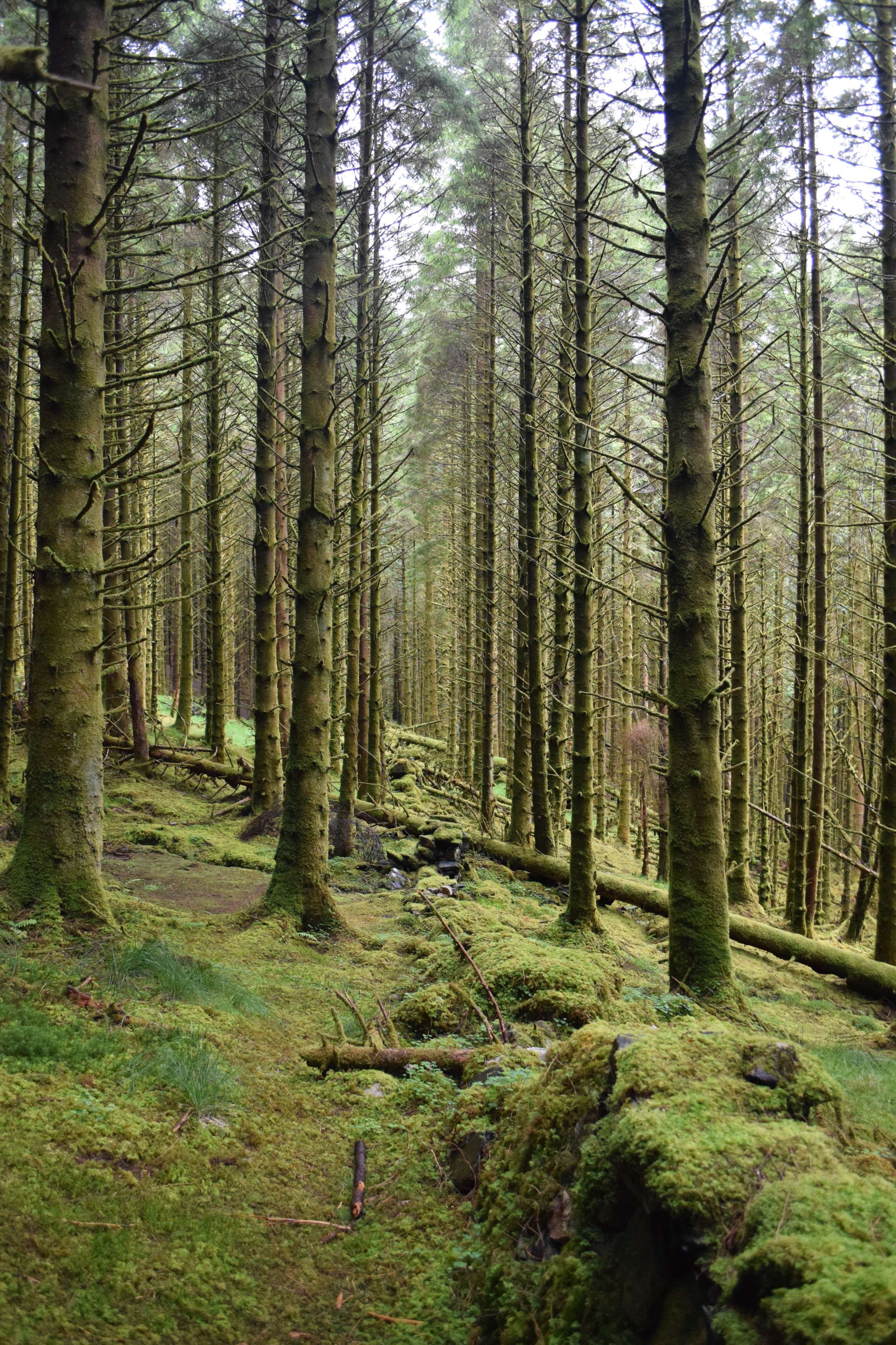 DescriptionComingSoon