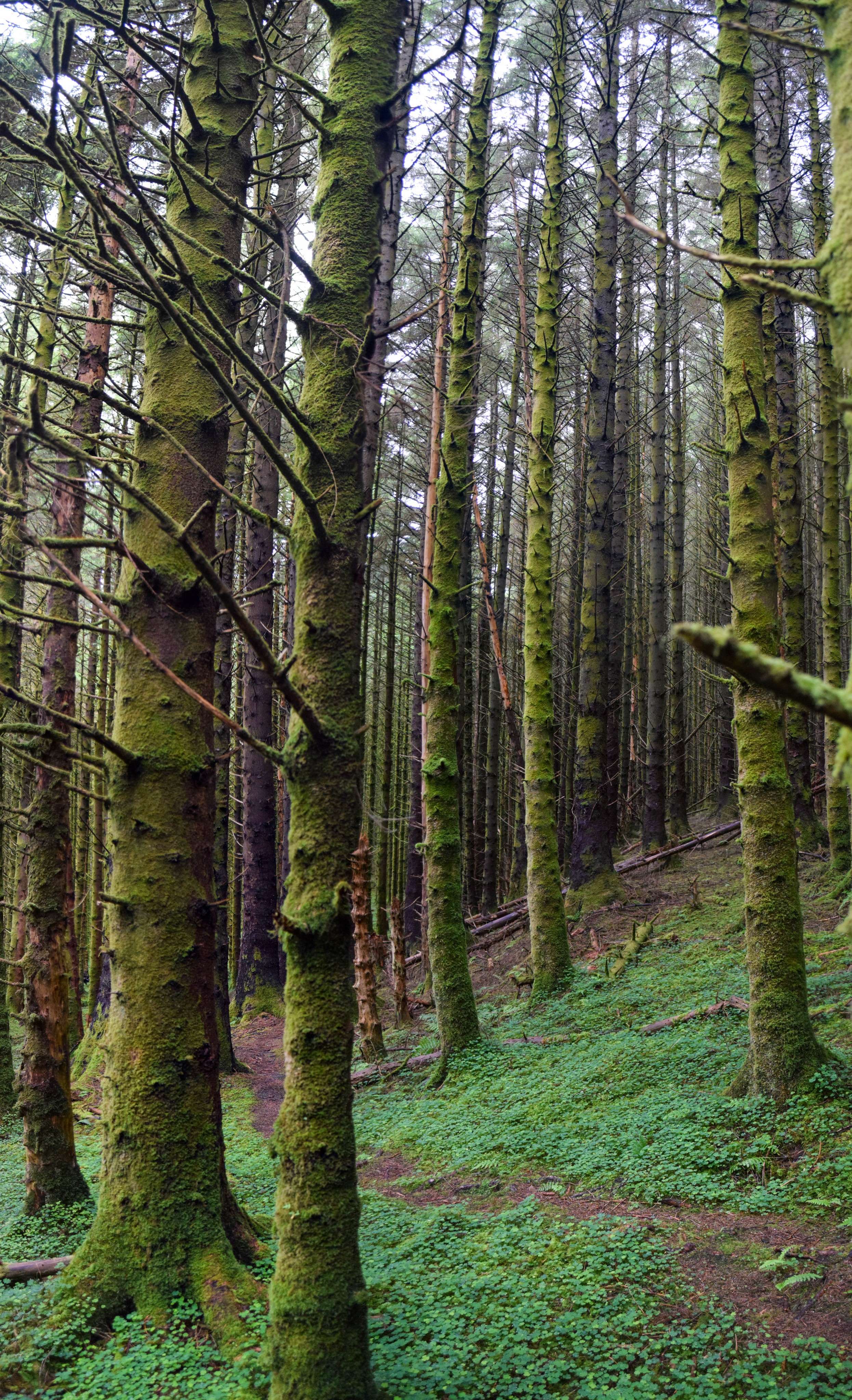 DescriptionComingSoon