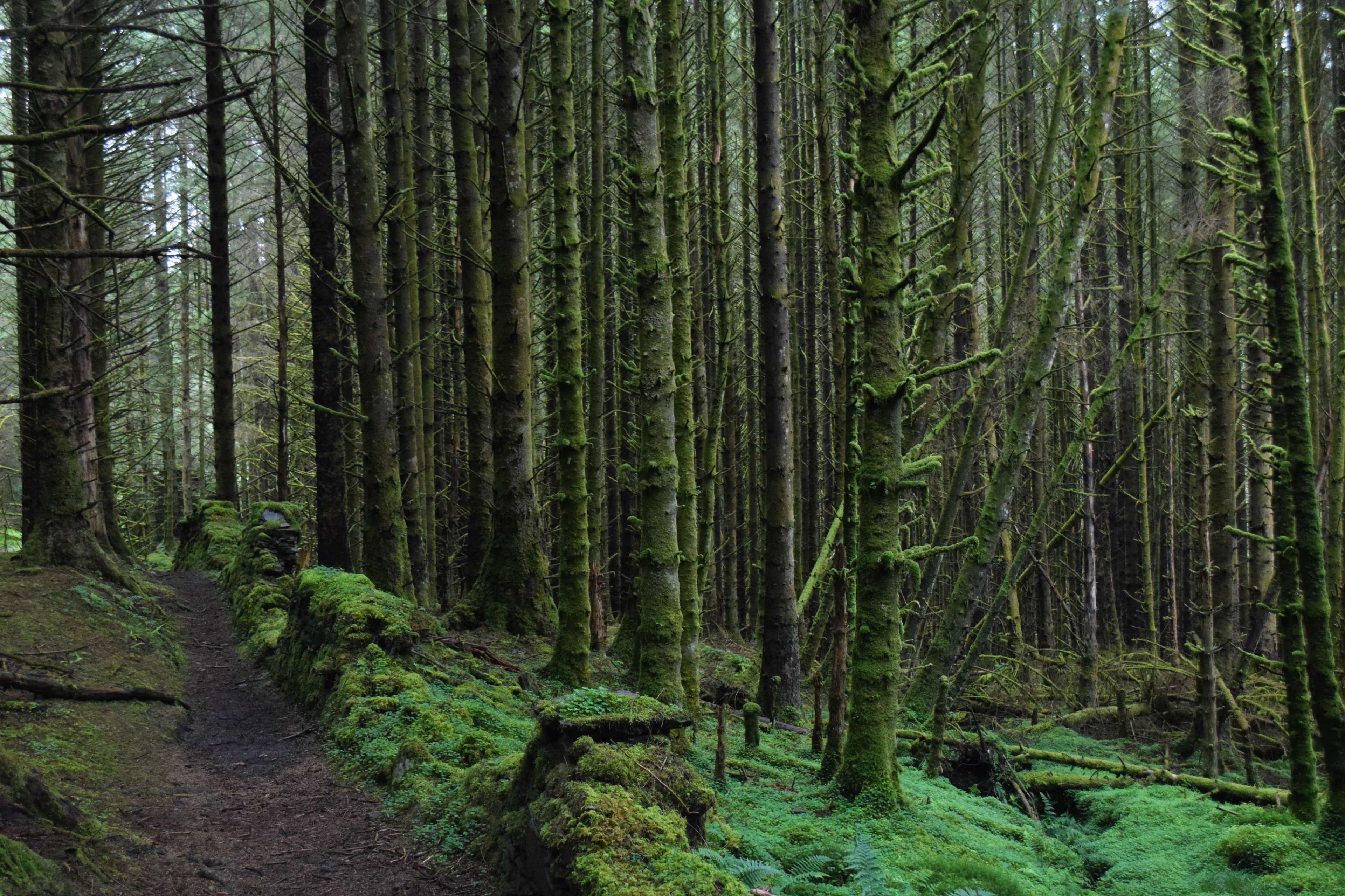 DescriptionComingSoon