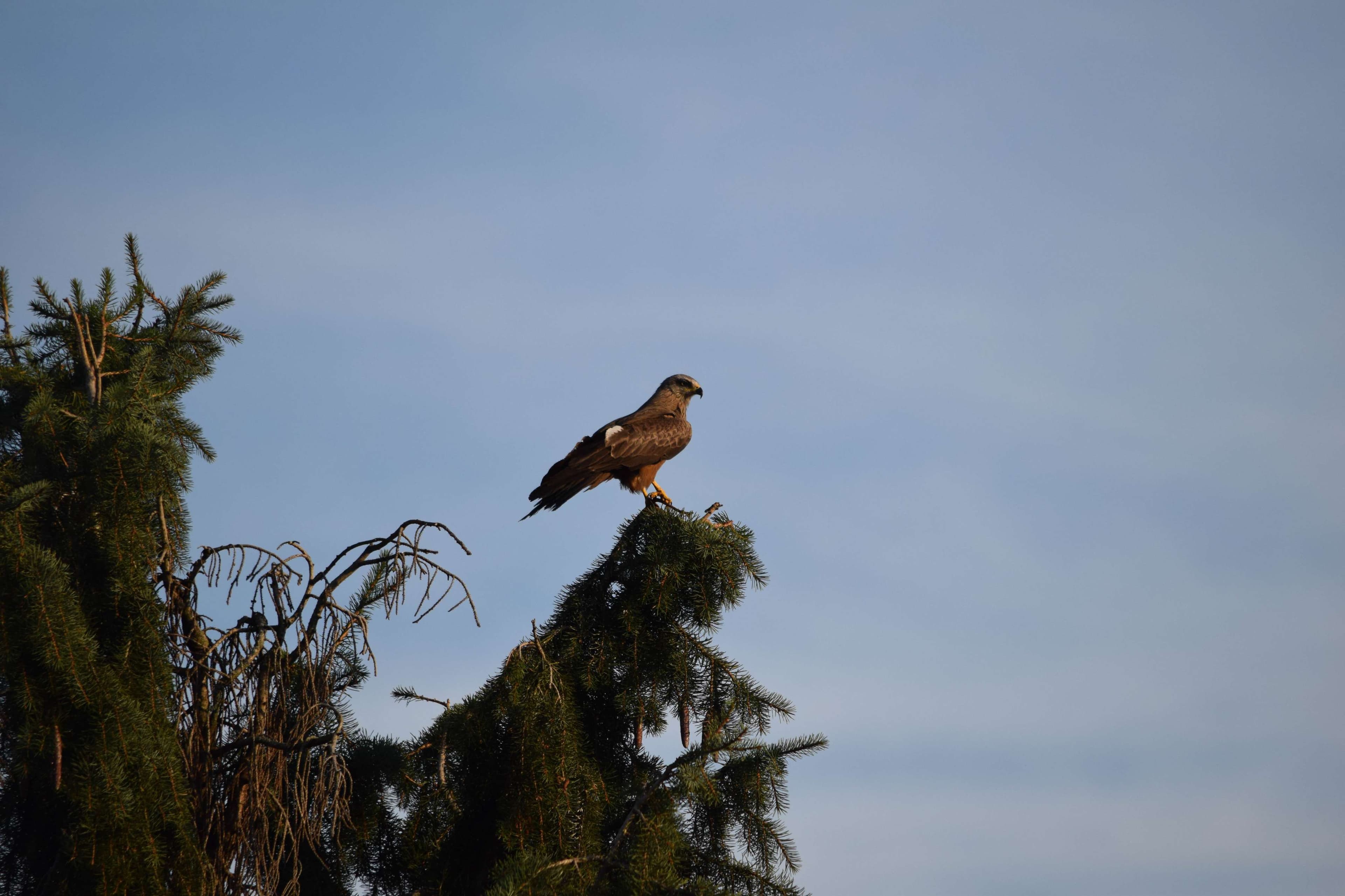 DescriptionComingSoon