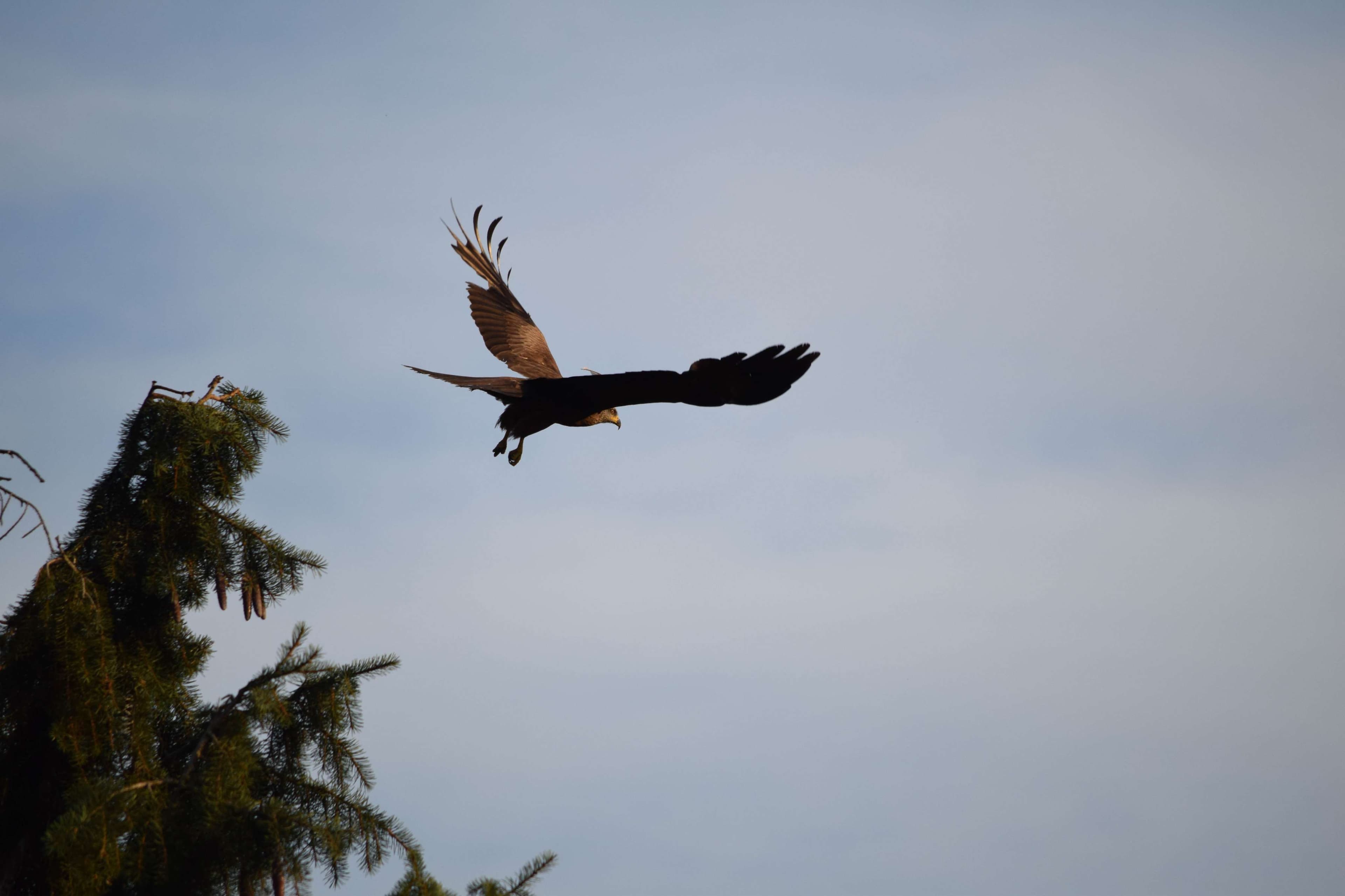 DescriptionComingSoon