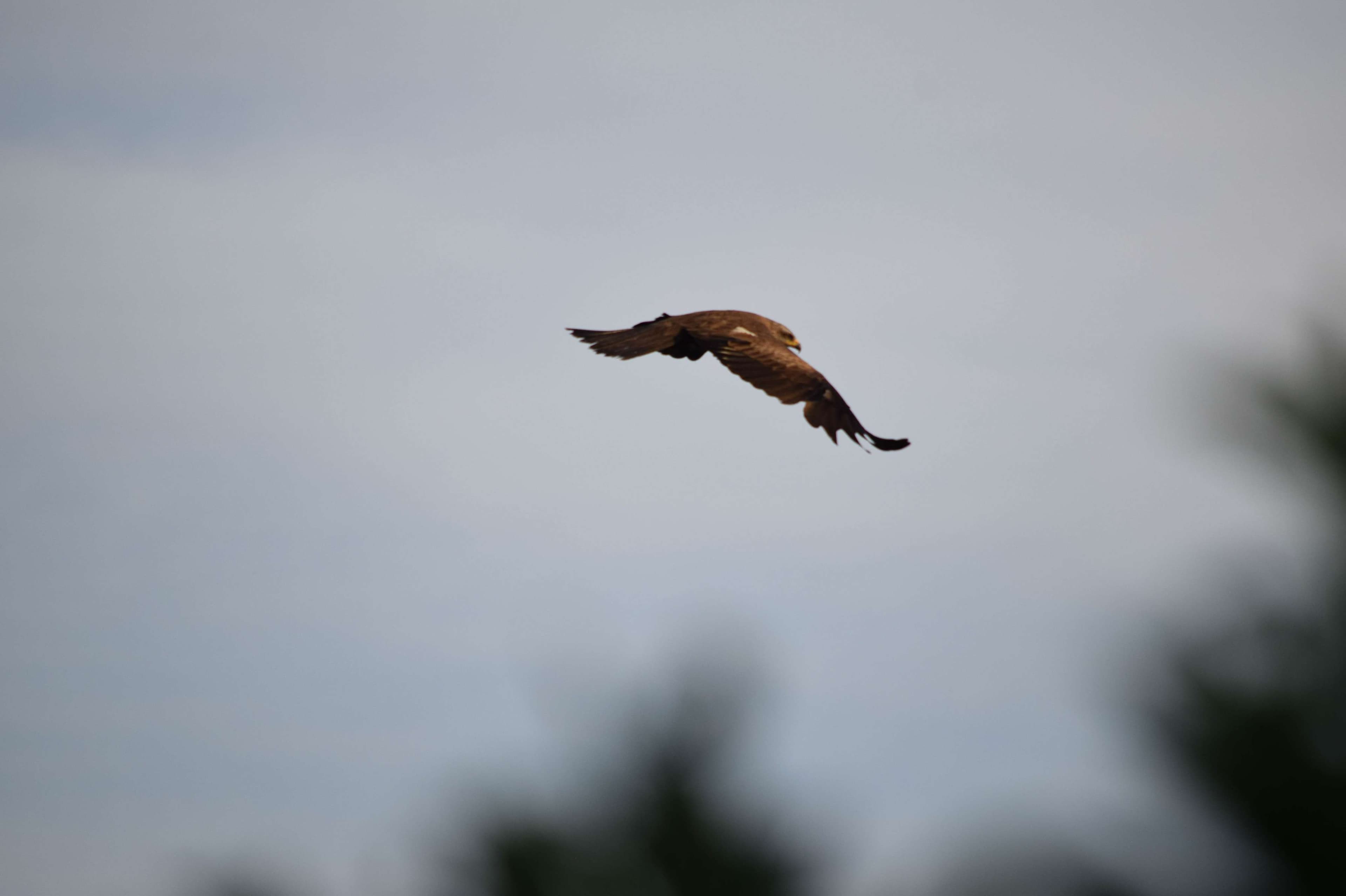 DescriptionComingSoon