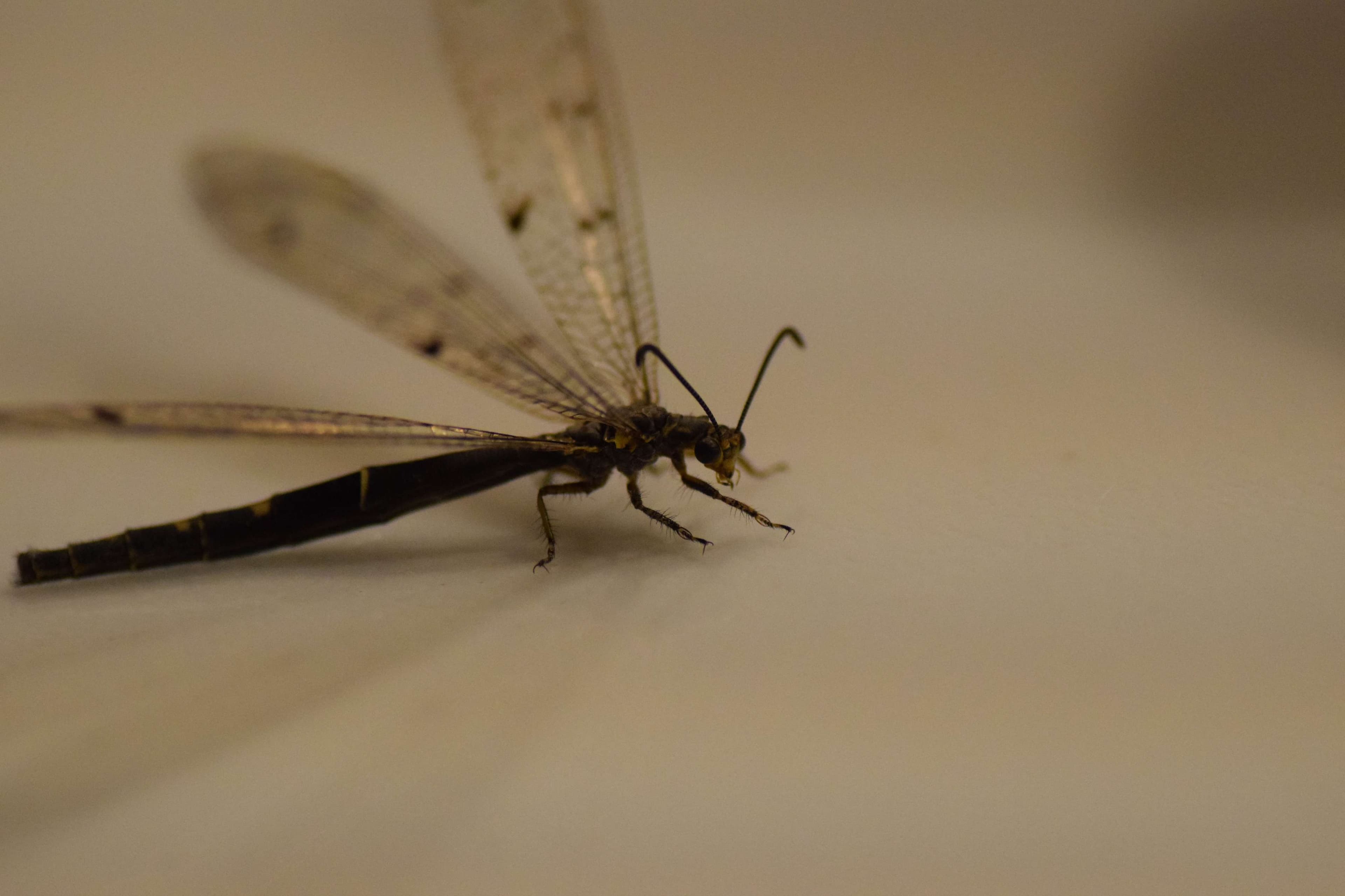 DescriptionComingSoon