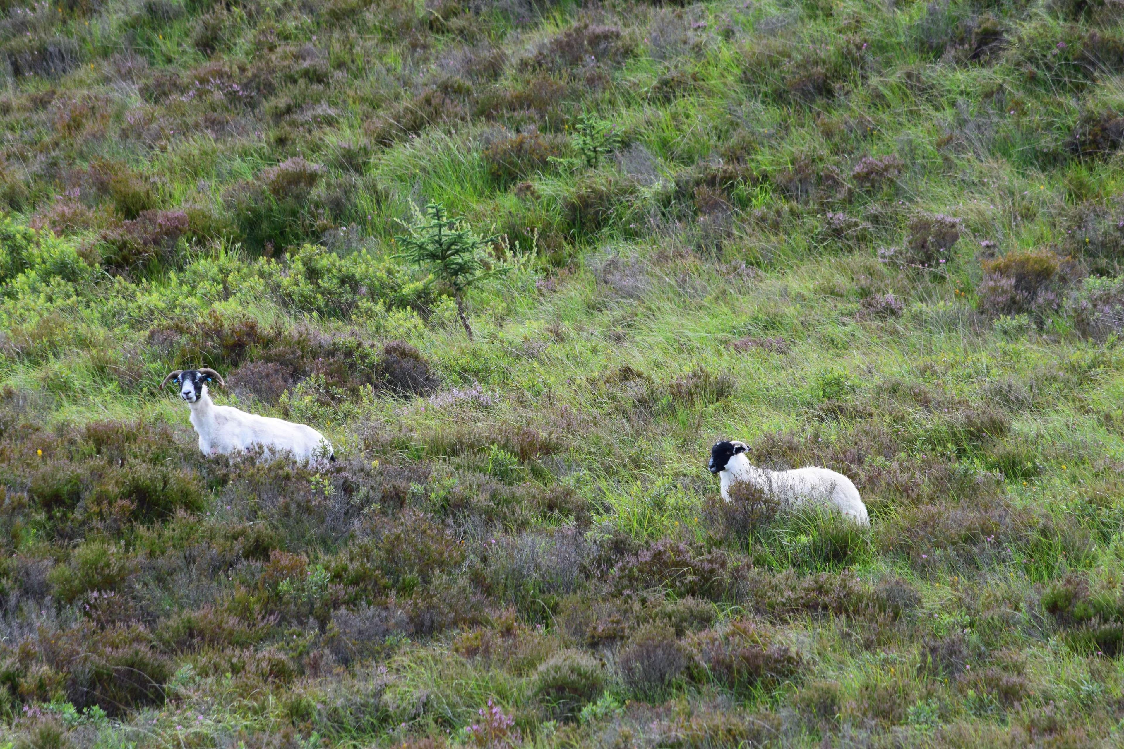 DescriptionComingSoon