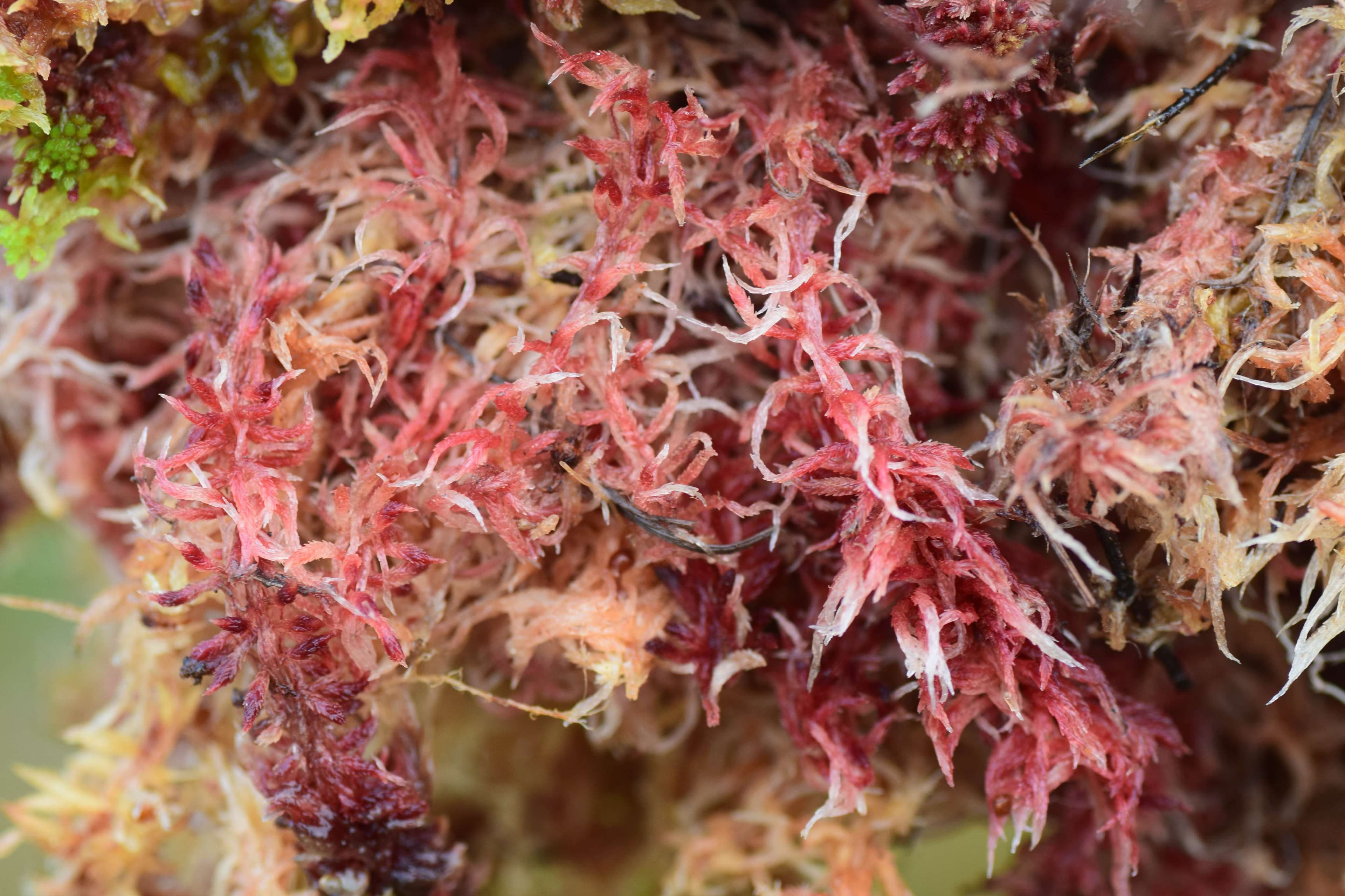 DescriptionComingSoon