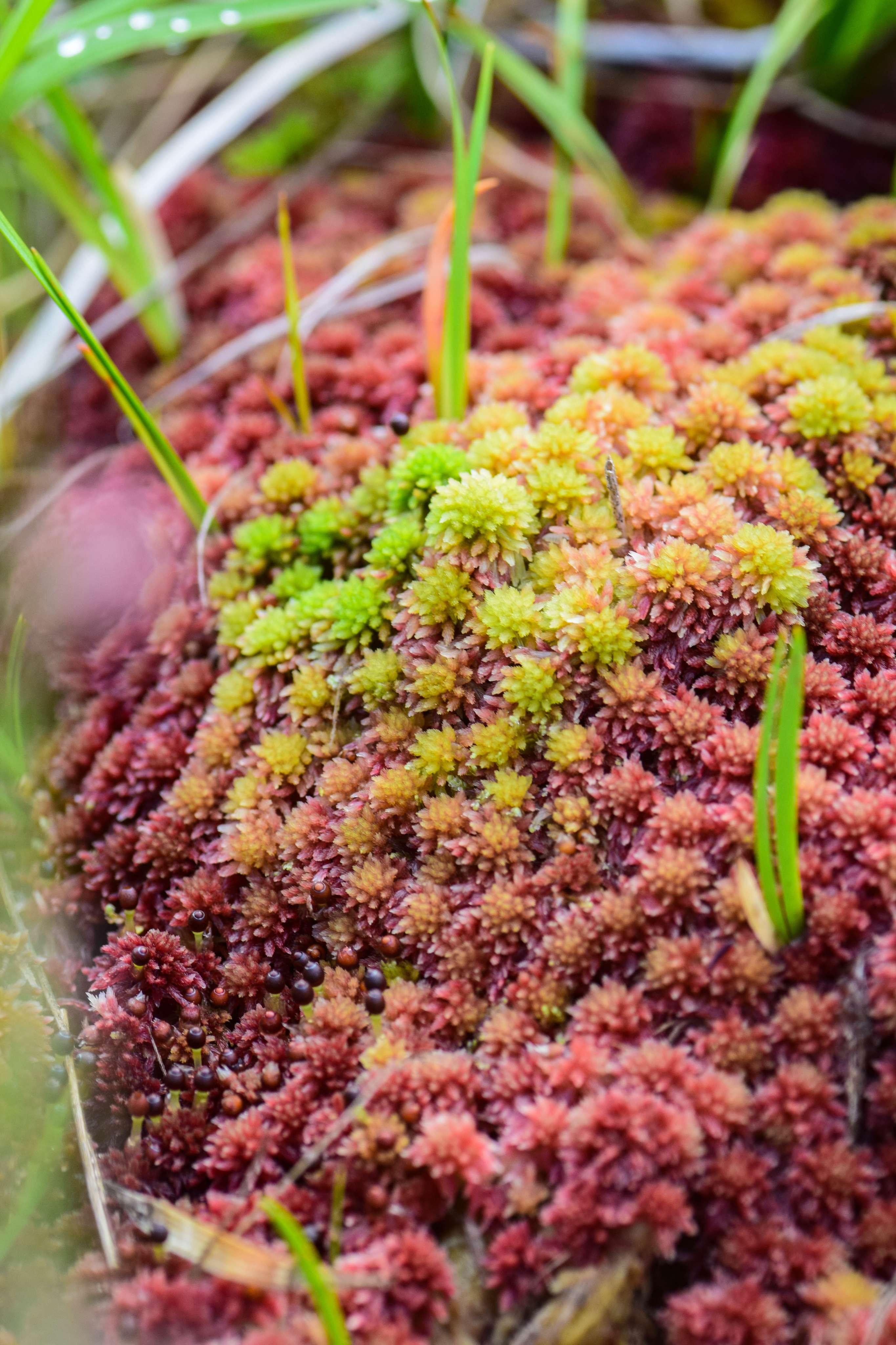 DescriptionComingSoon