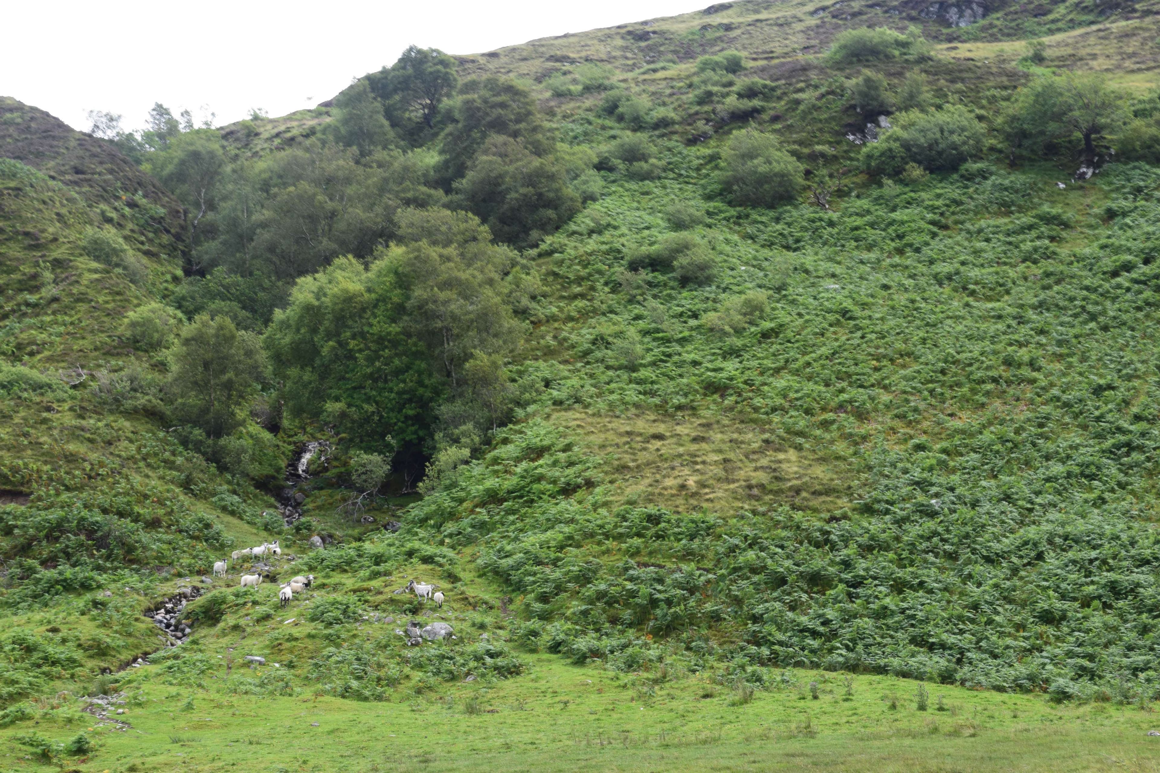 DescriptionComingSoon