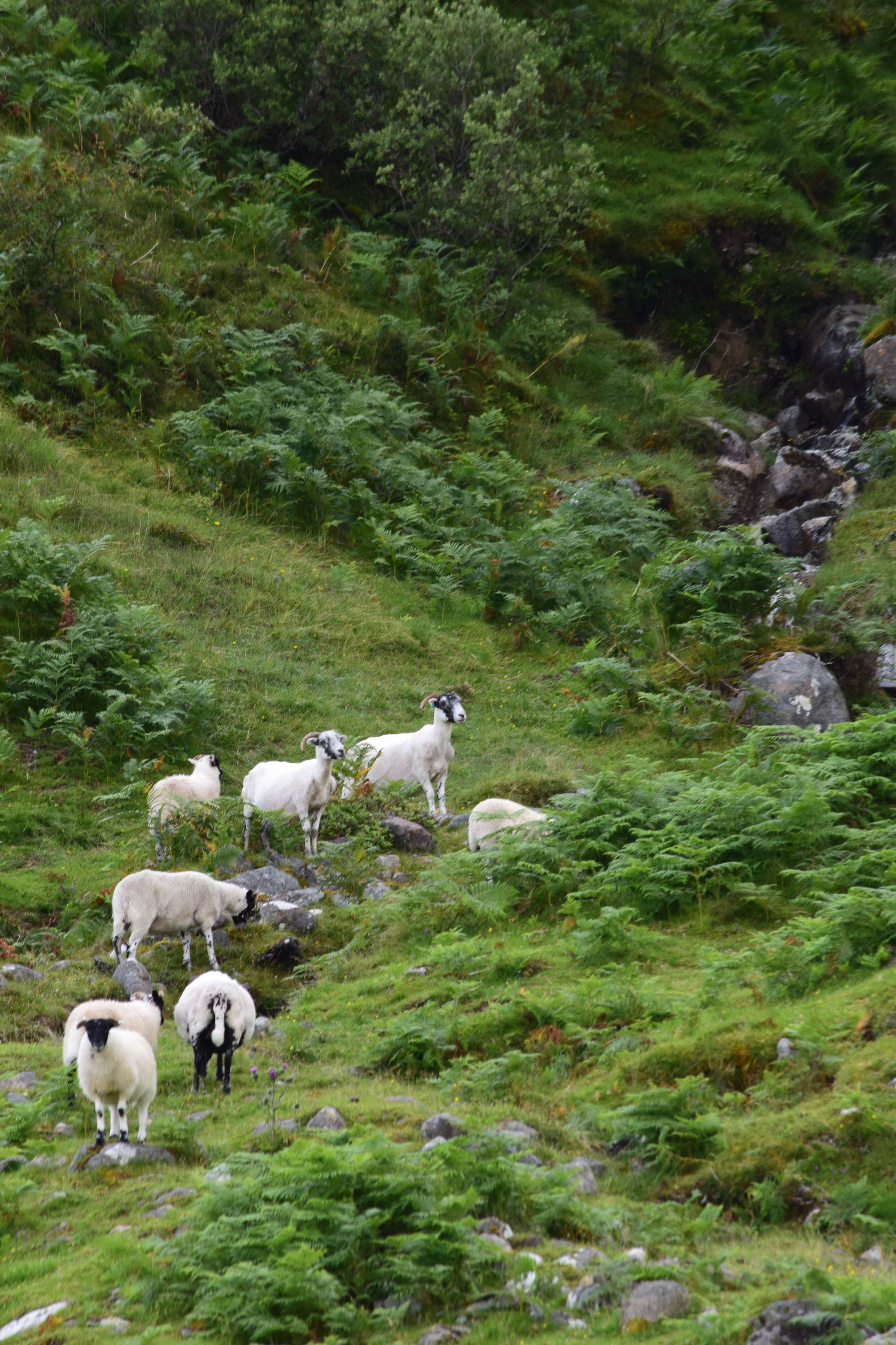 DescriptionComingSoon