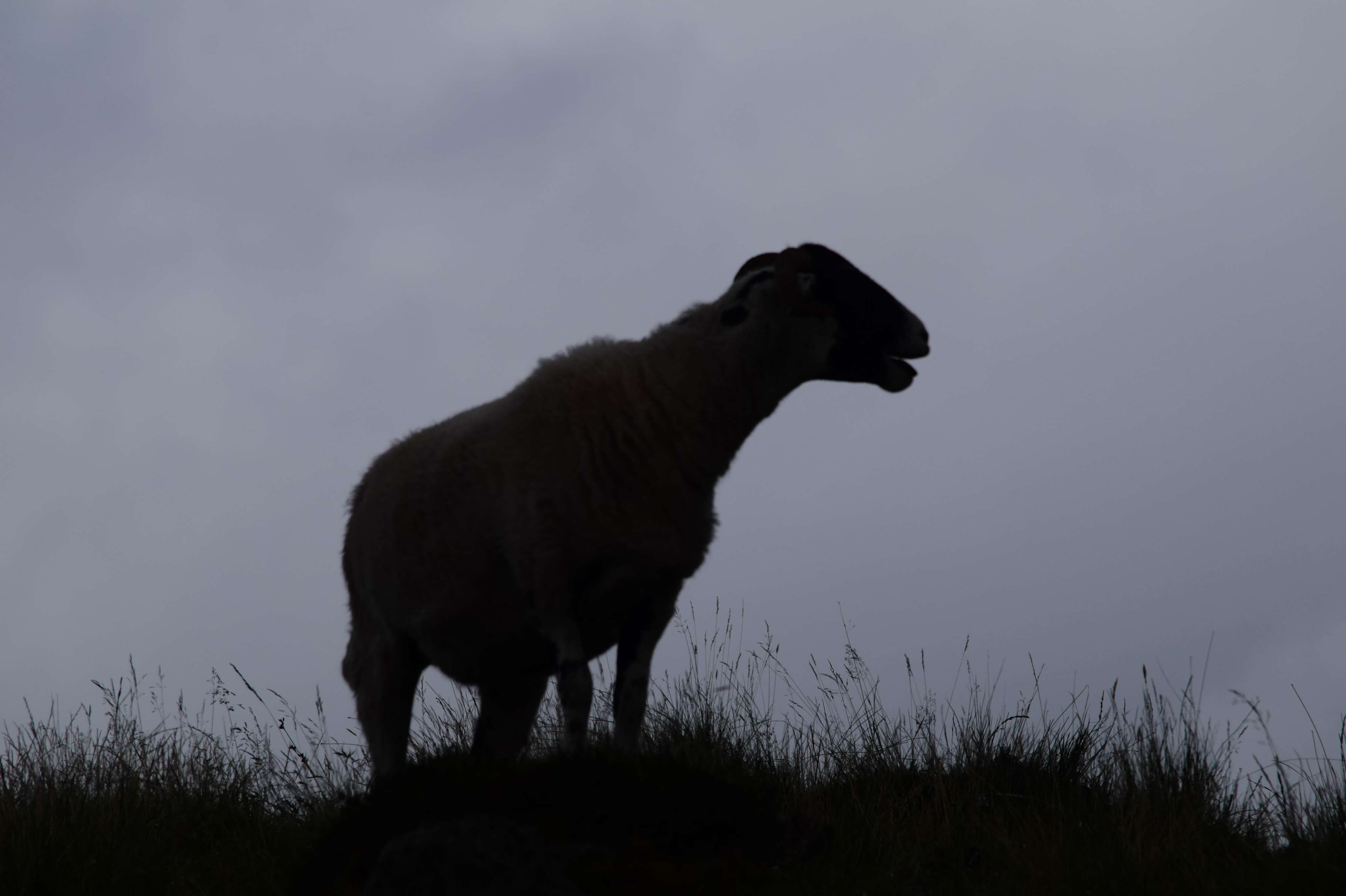 DescriptionComingSoon