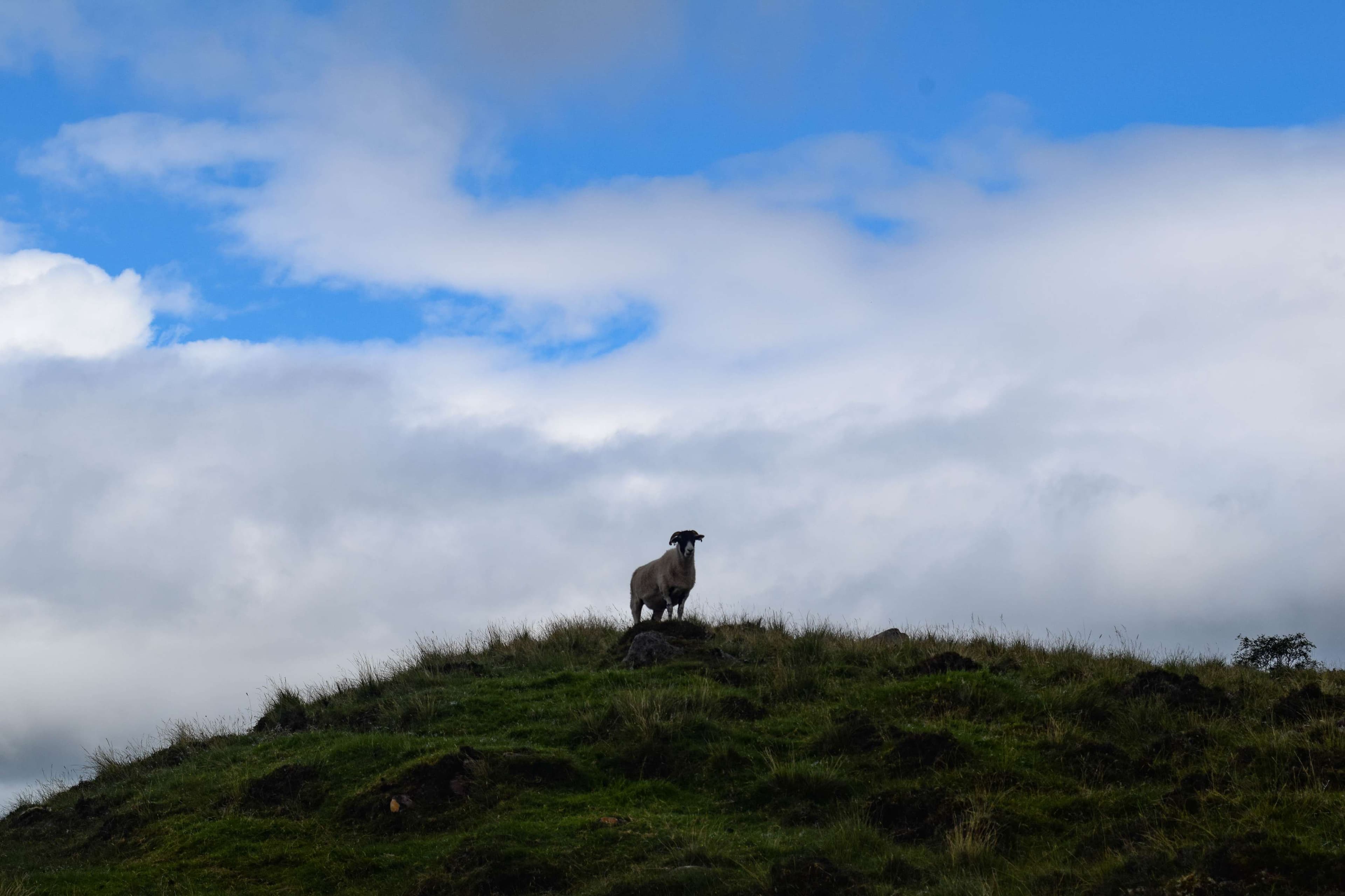 DescriptionComingSoon