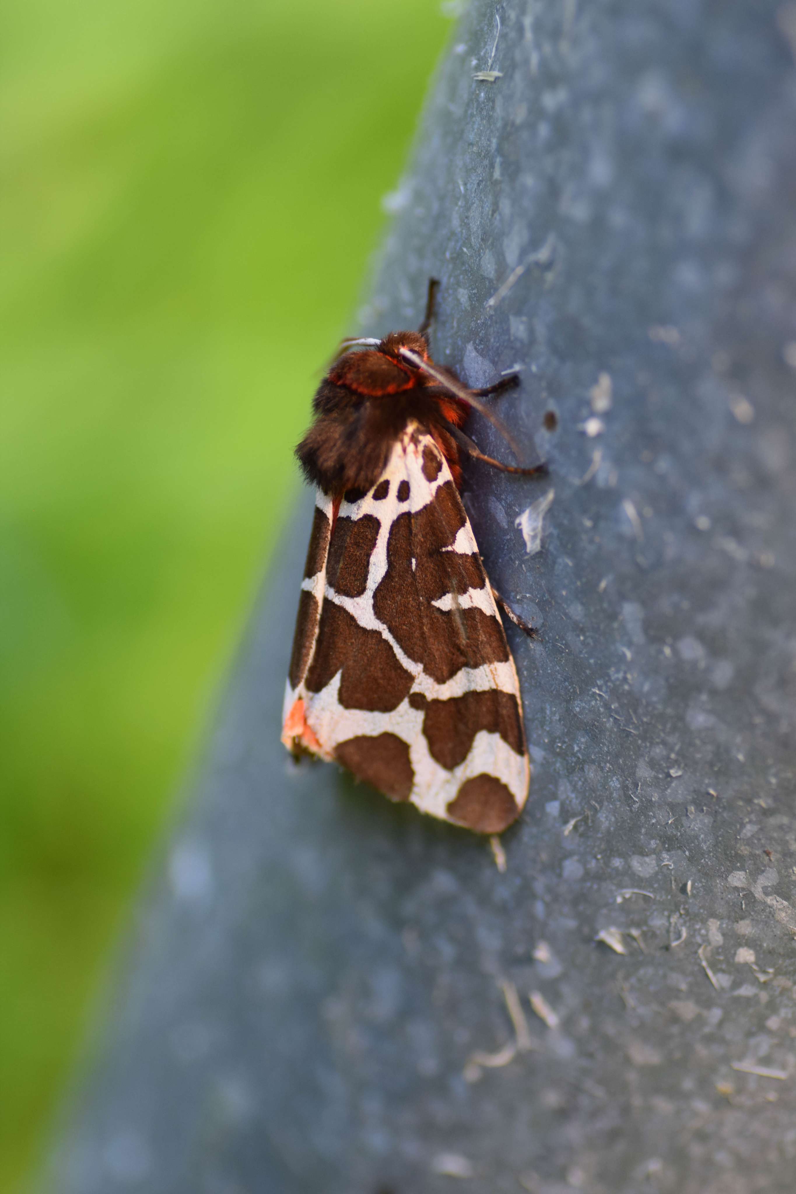 DescriptionComingSoon