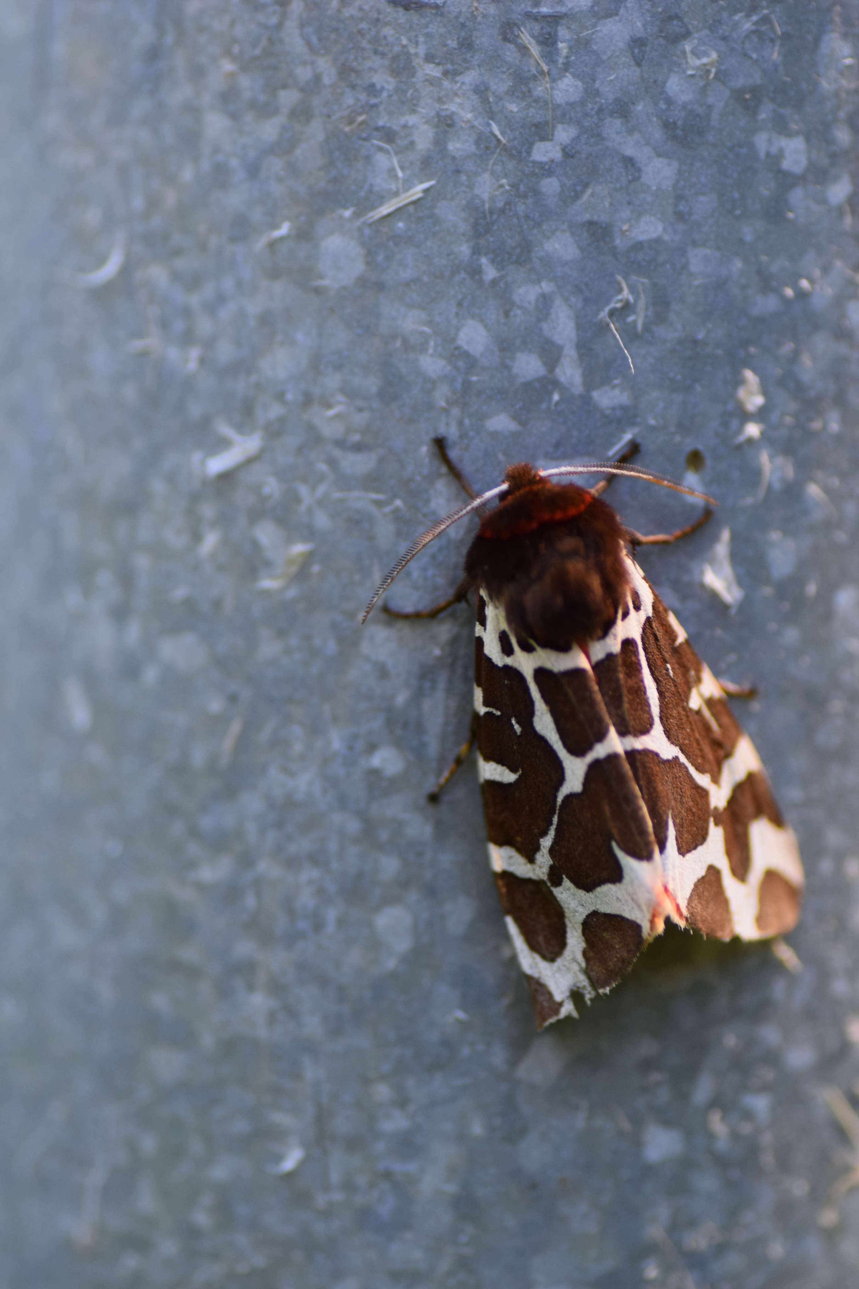 DescriptionComingSoon