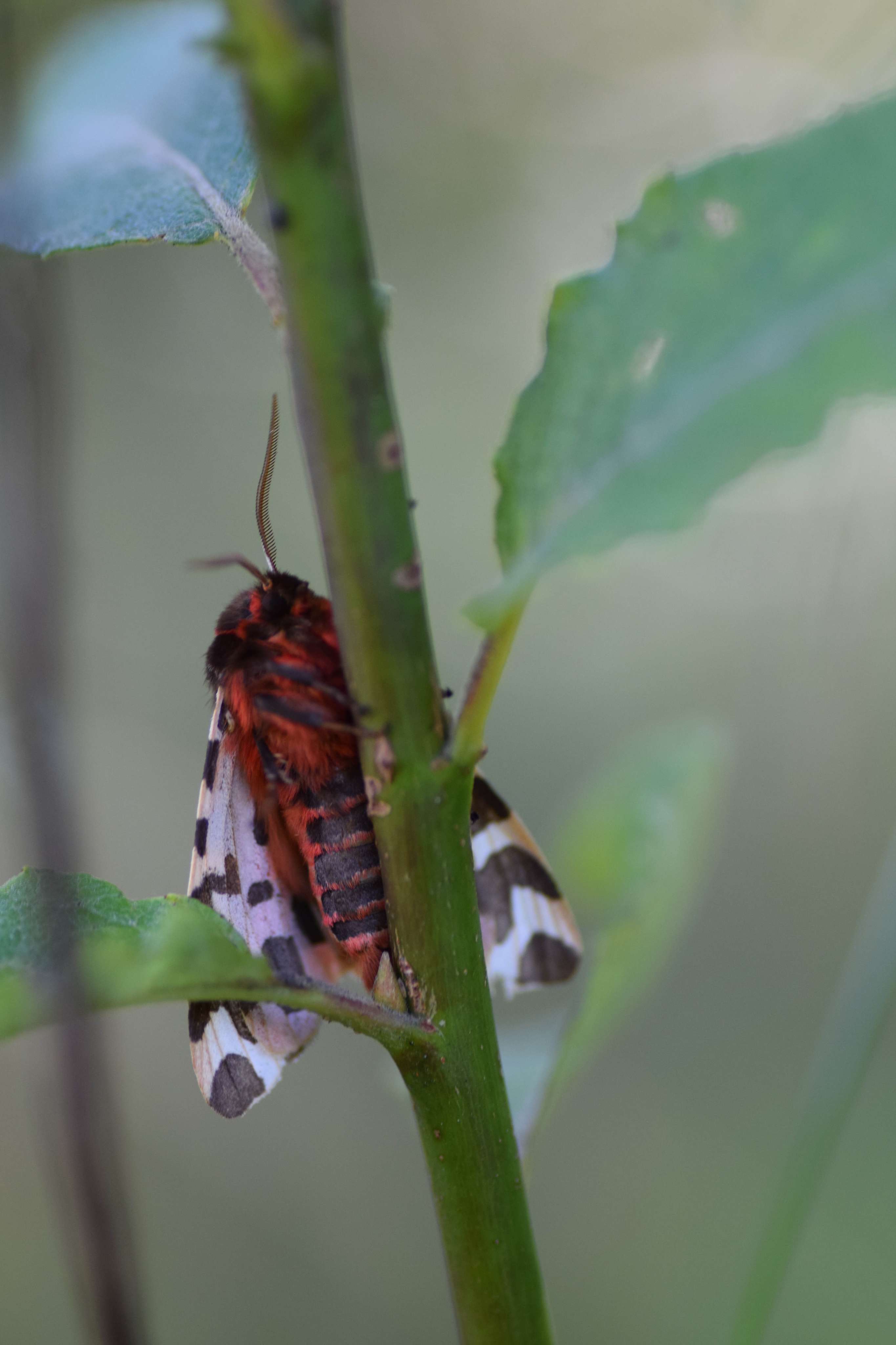 DescriptionComingSoon