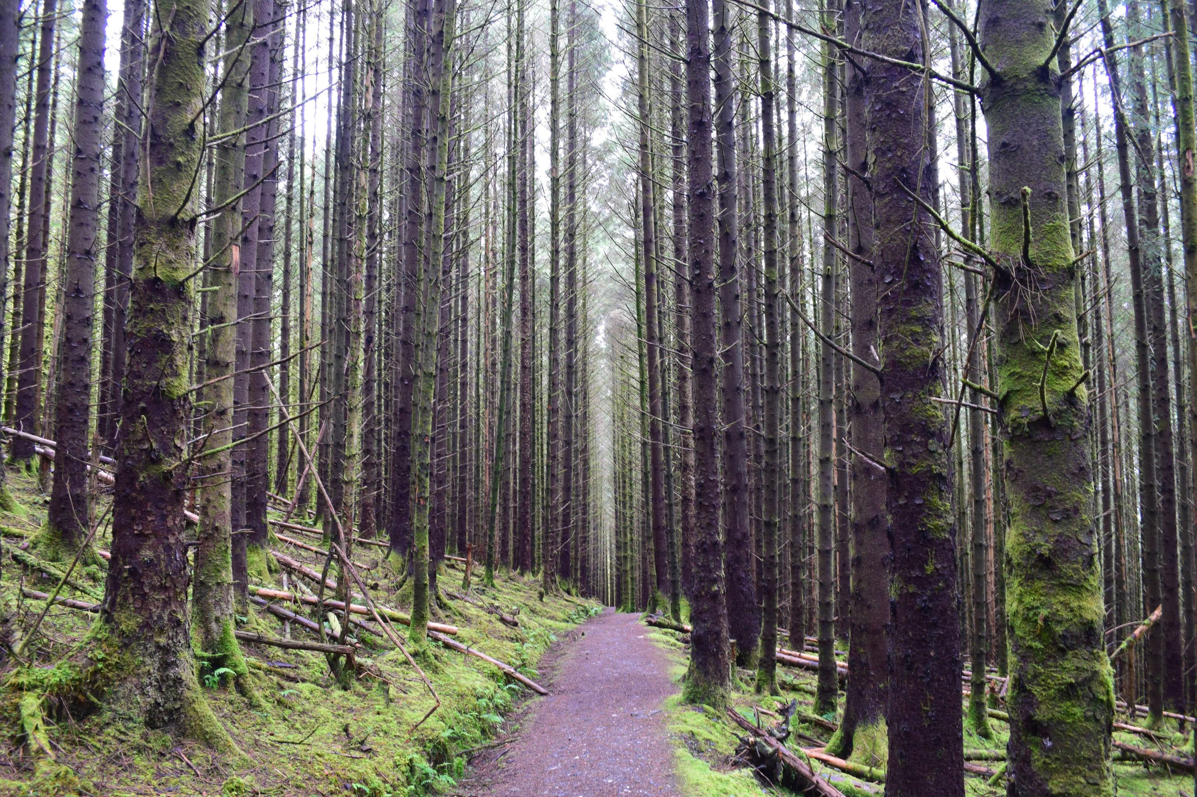 DescriptionComingSoon