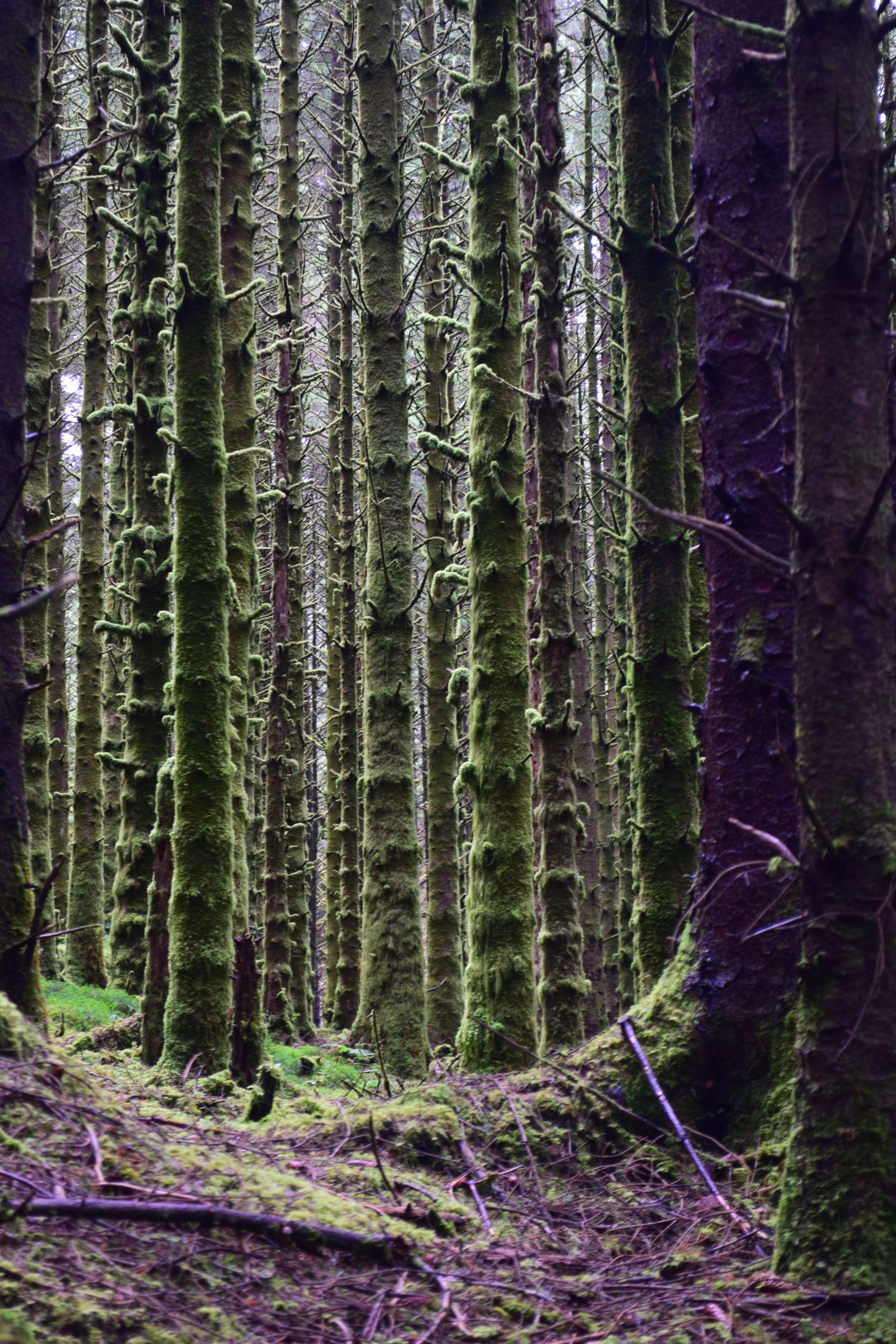 DescriptionComingSoon