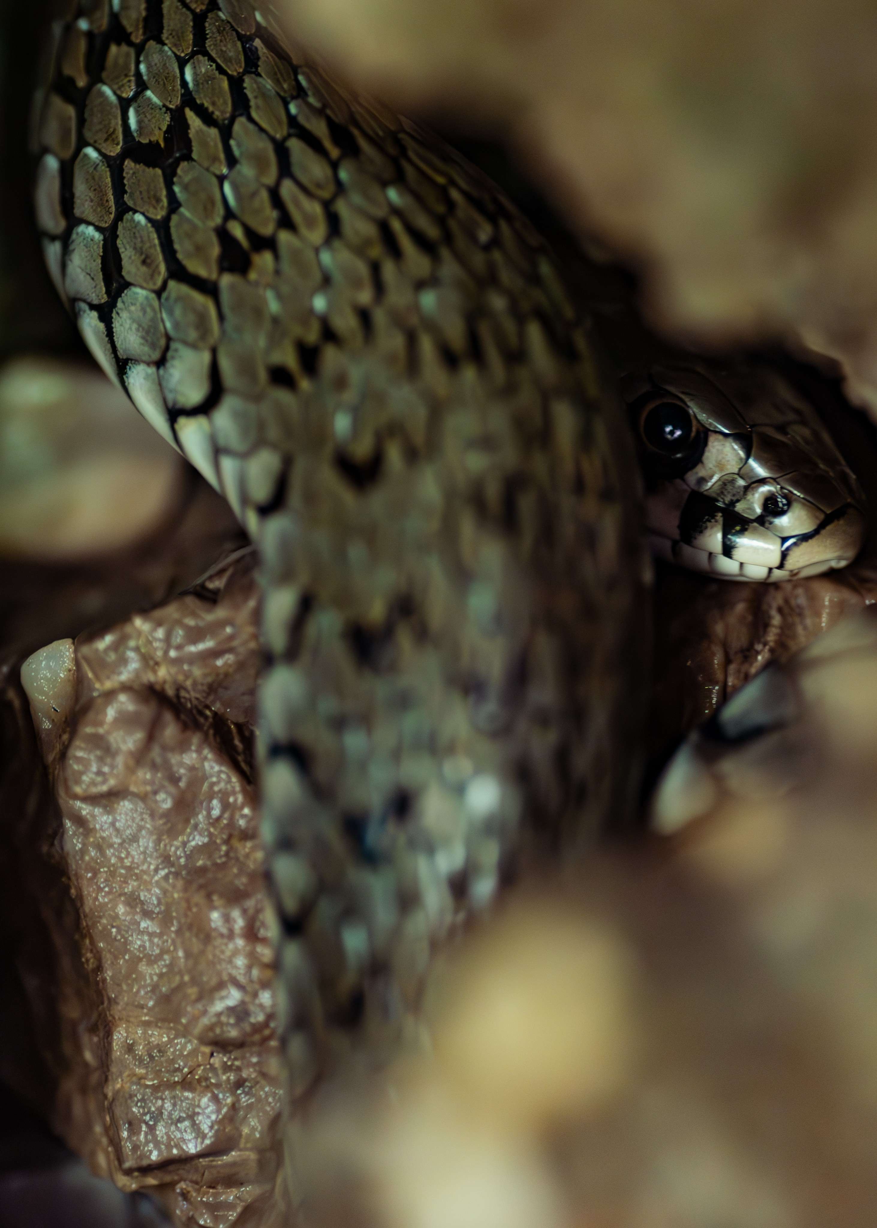 DescriptionComingSoon