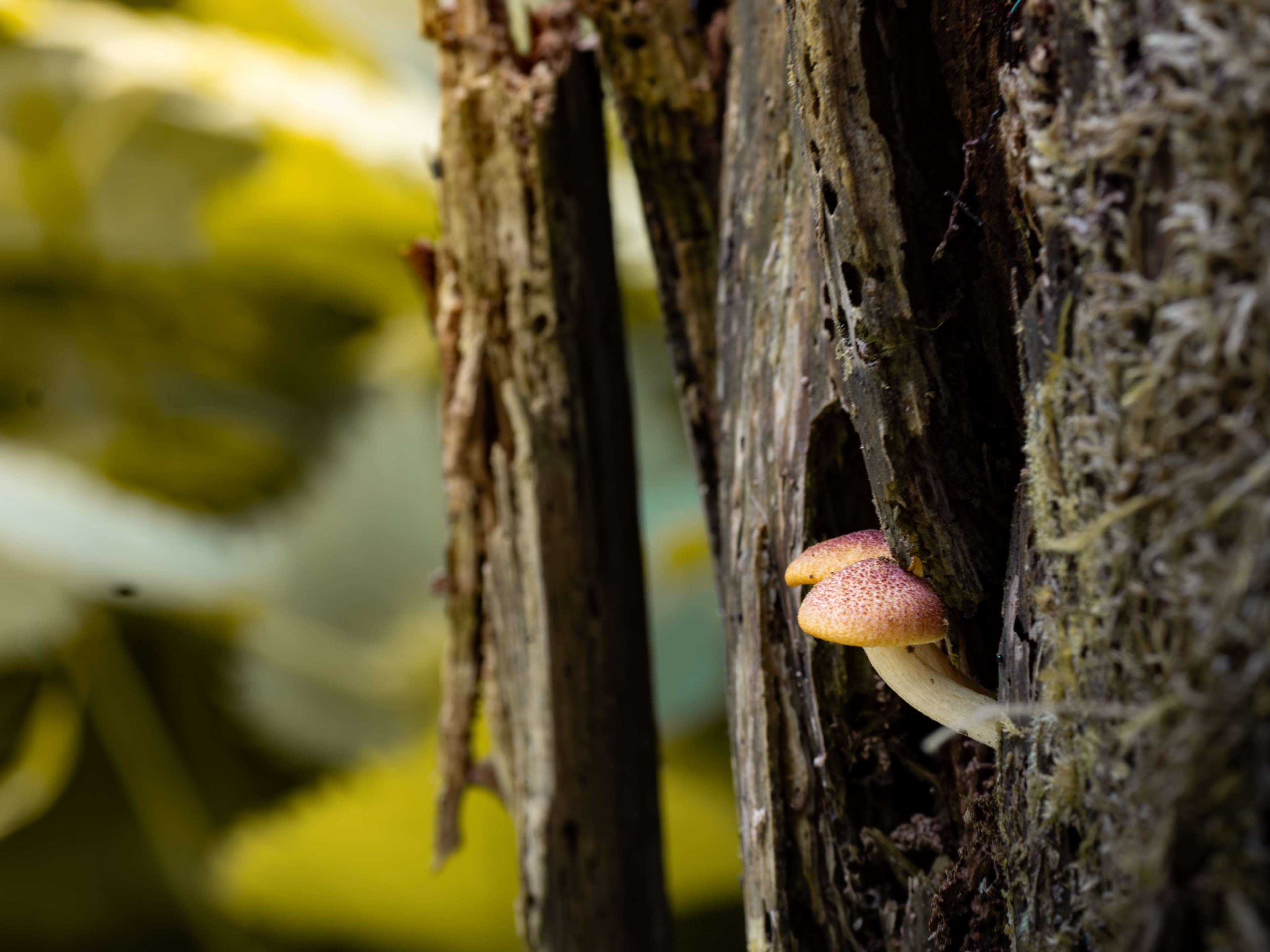 DescriptionComingSoon