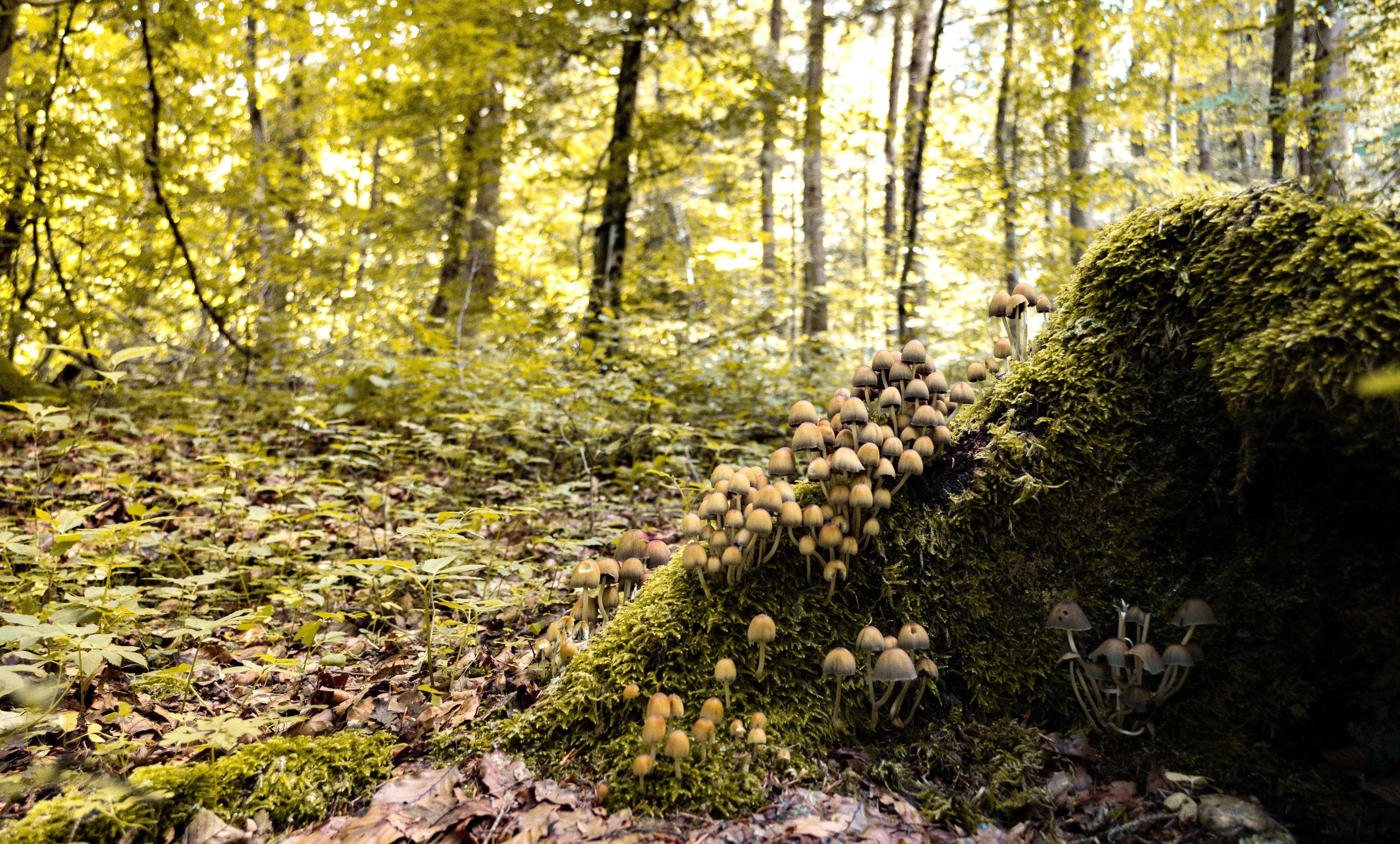 DescriptionComingSoon