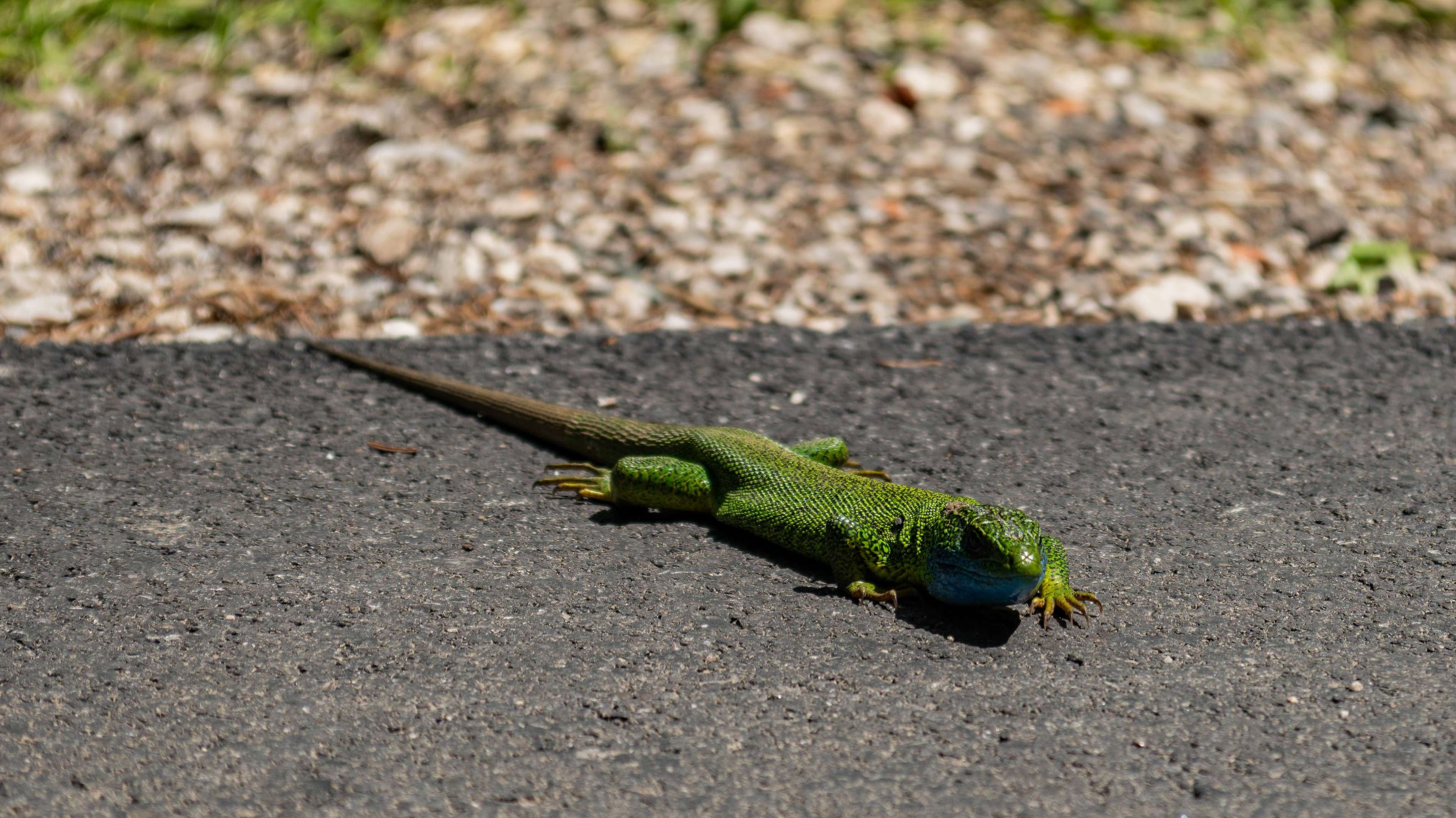 DescriptionComingSoon