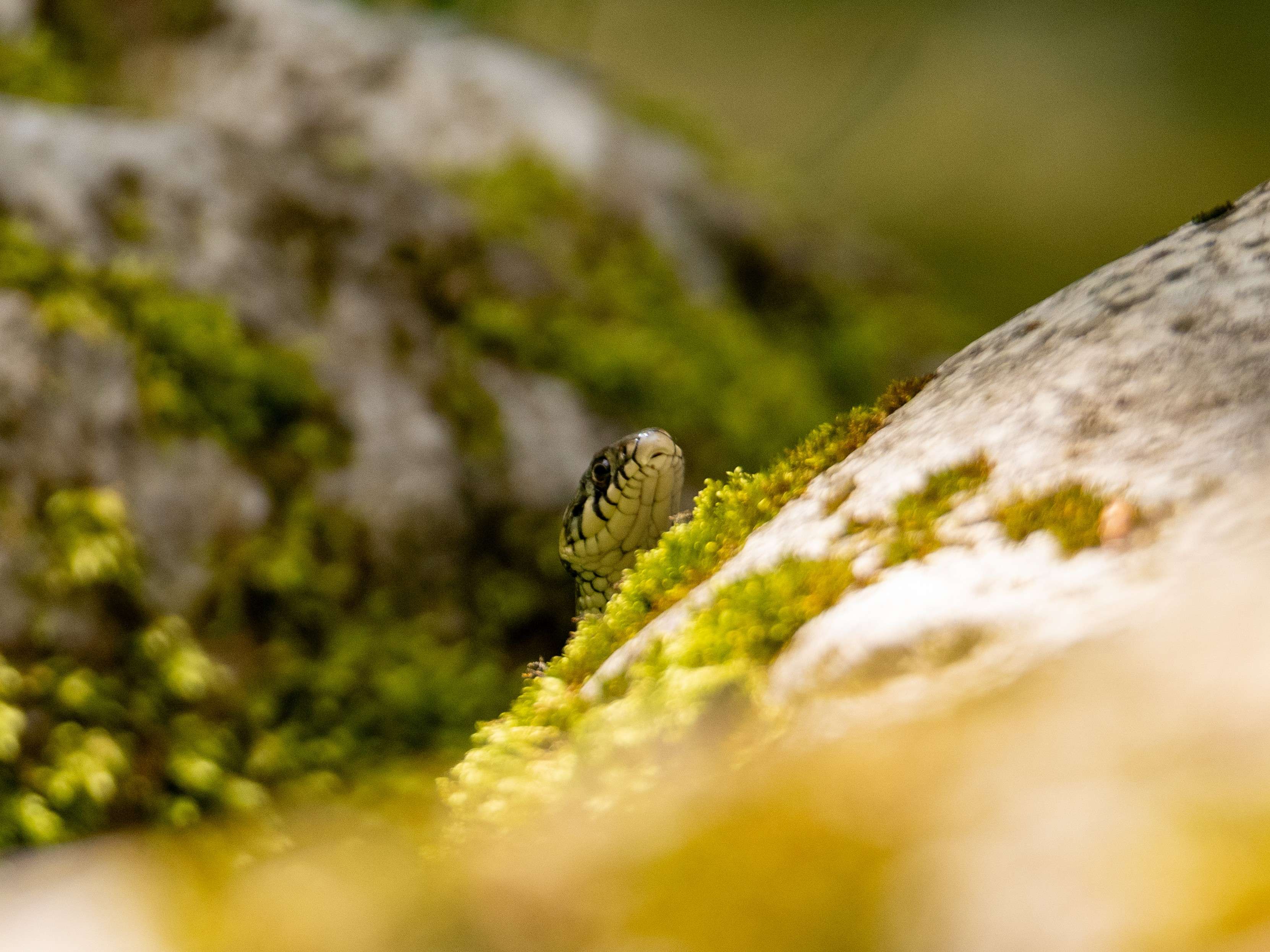 DescriptionComingSoon