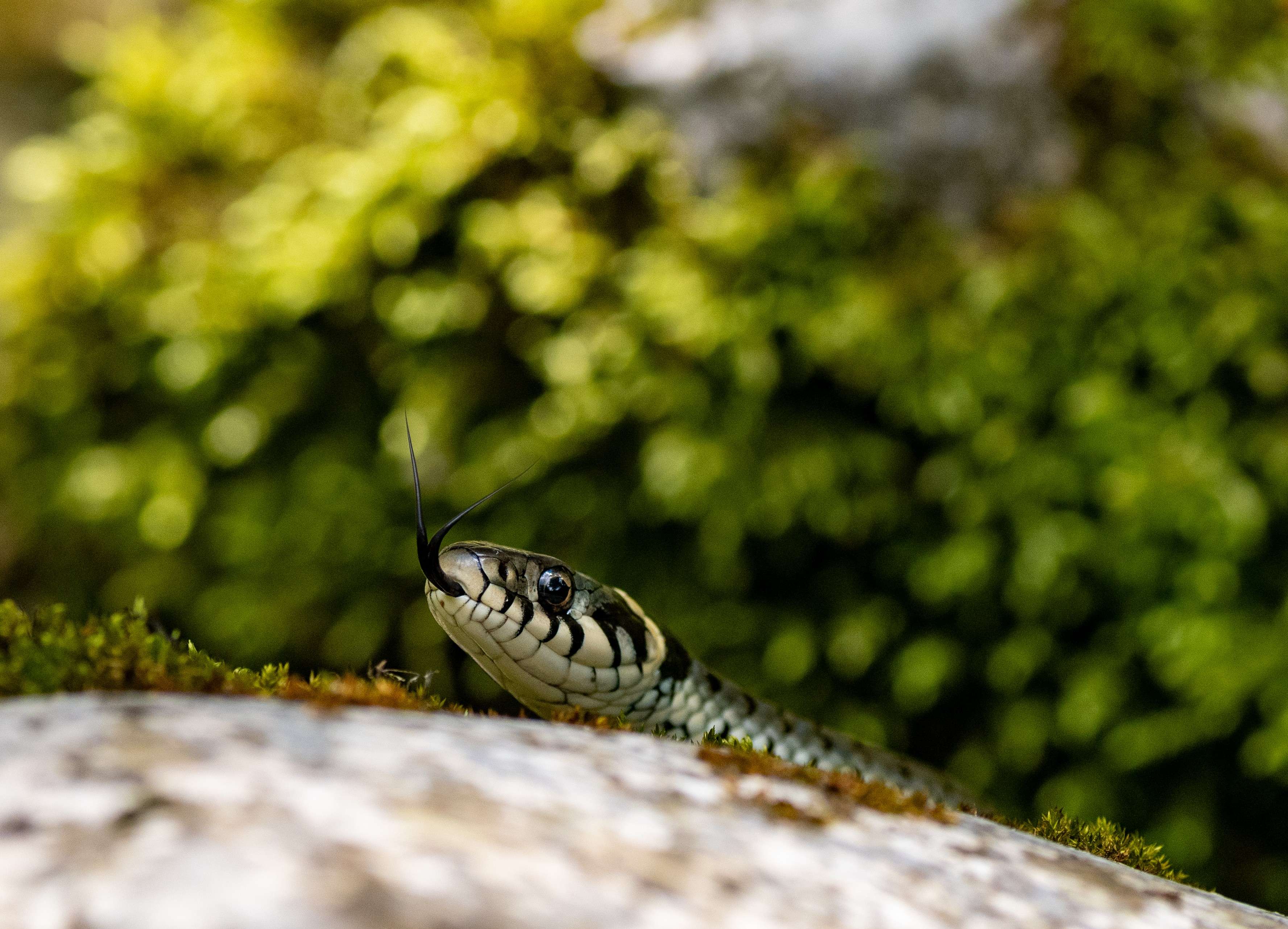 DescriptionComingSoon