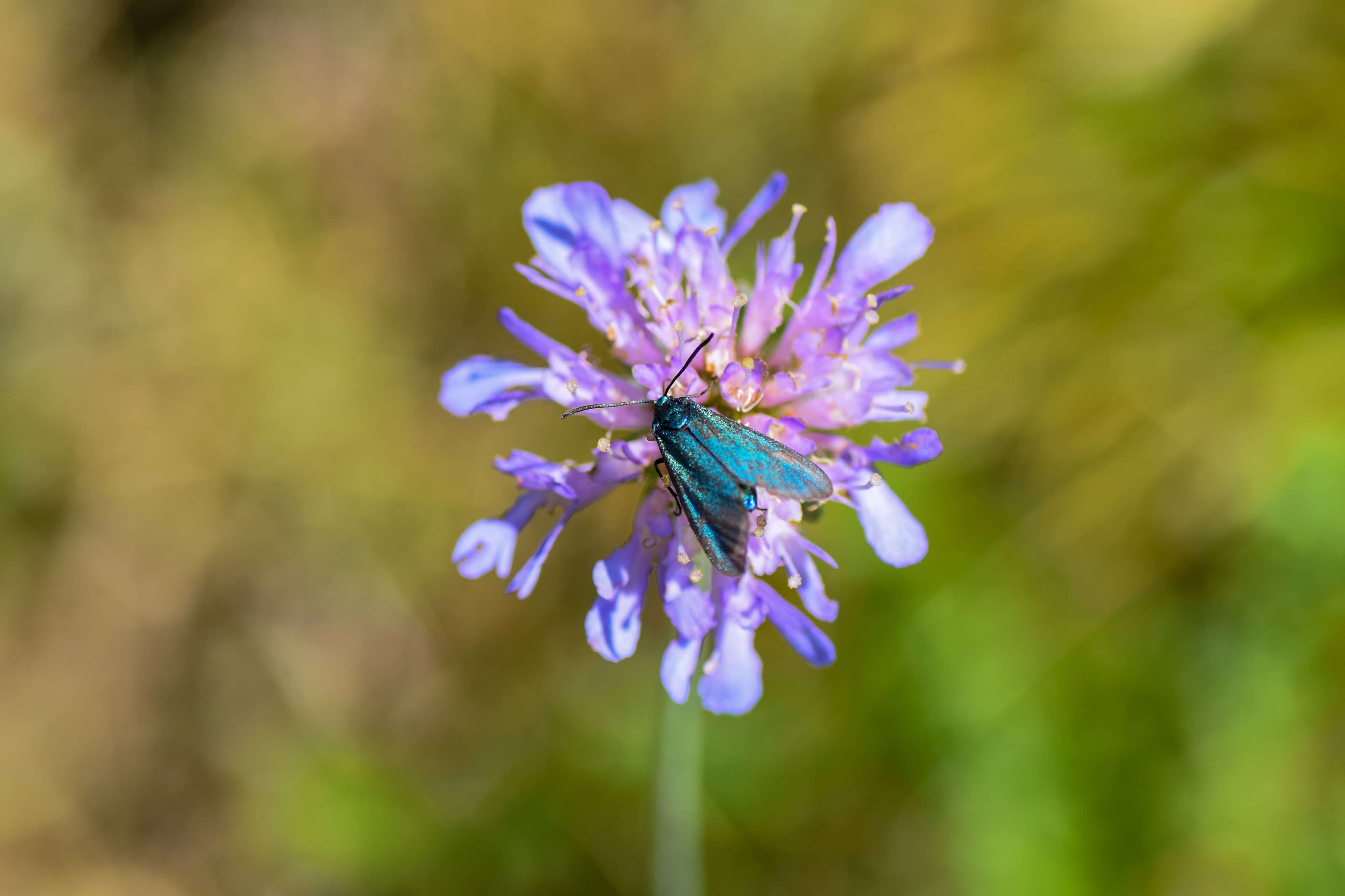 DescriptionComingSoon