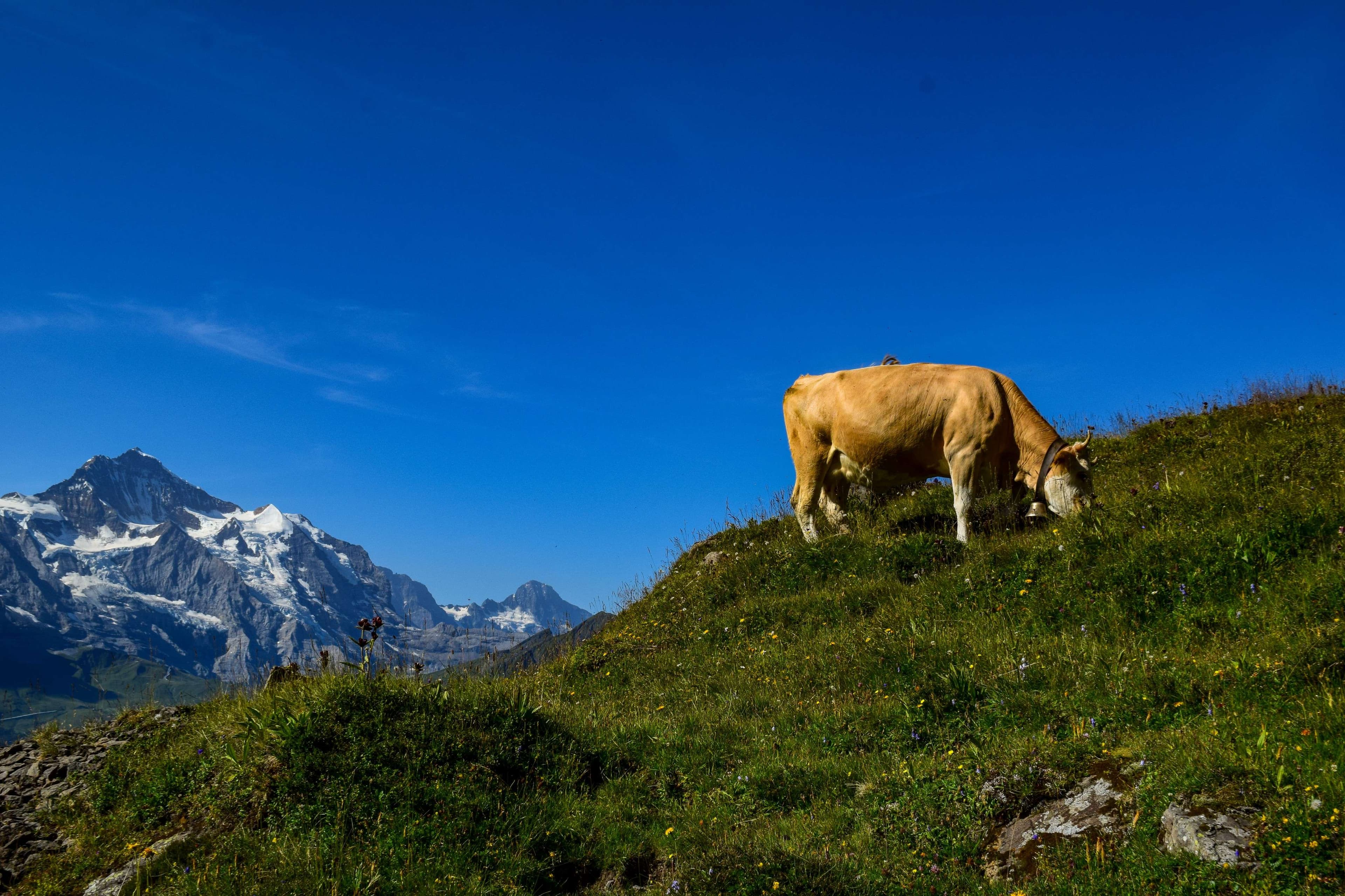 DescriptionComingSoon