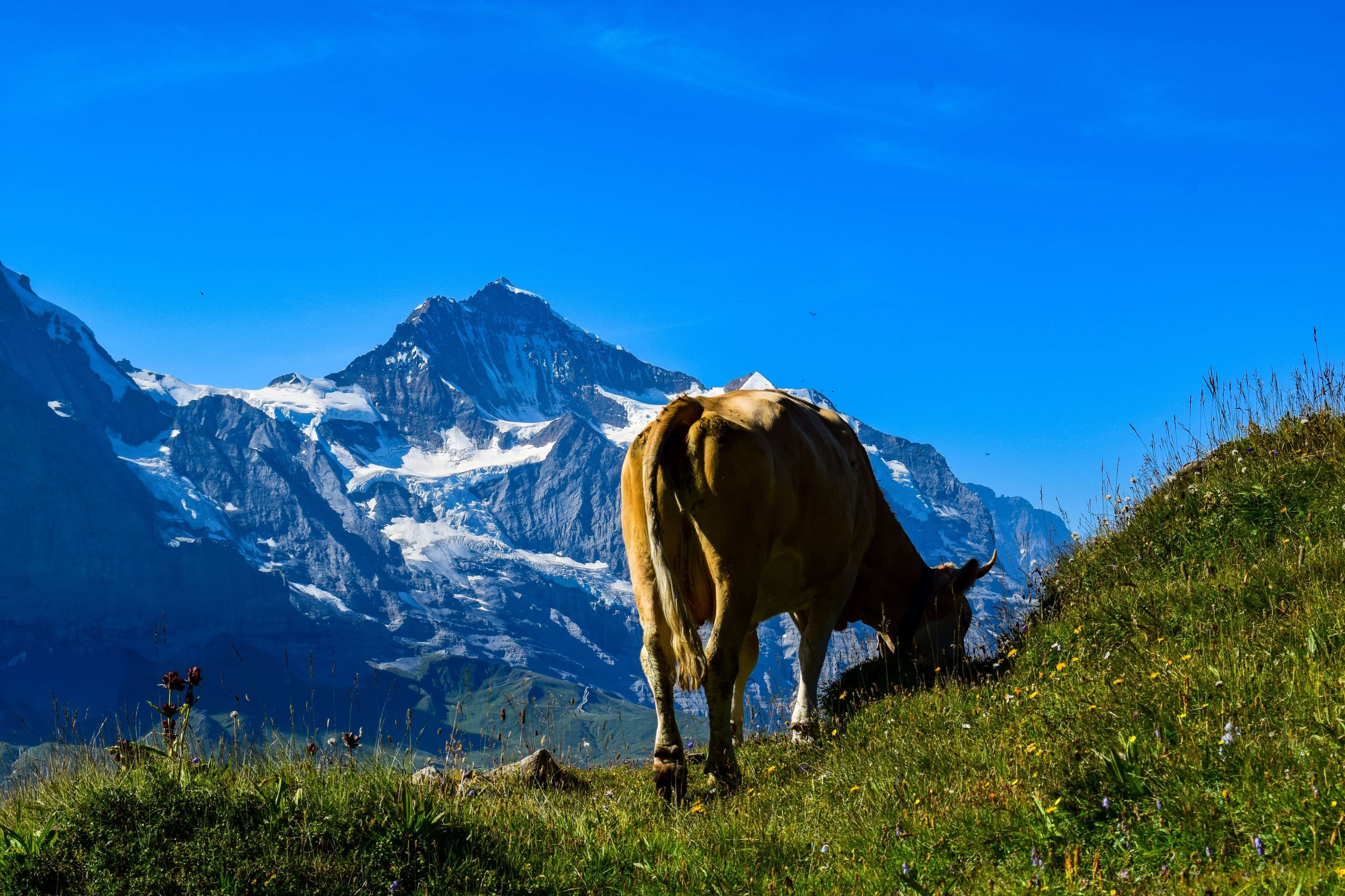 DescriptionComingSoon