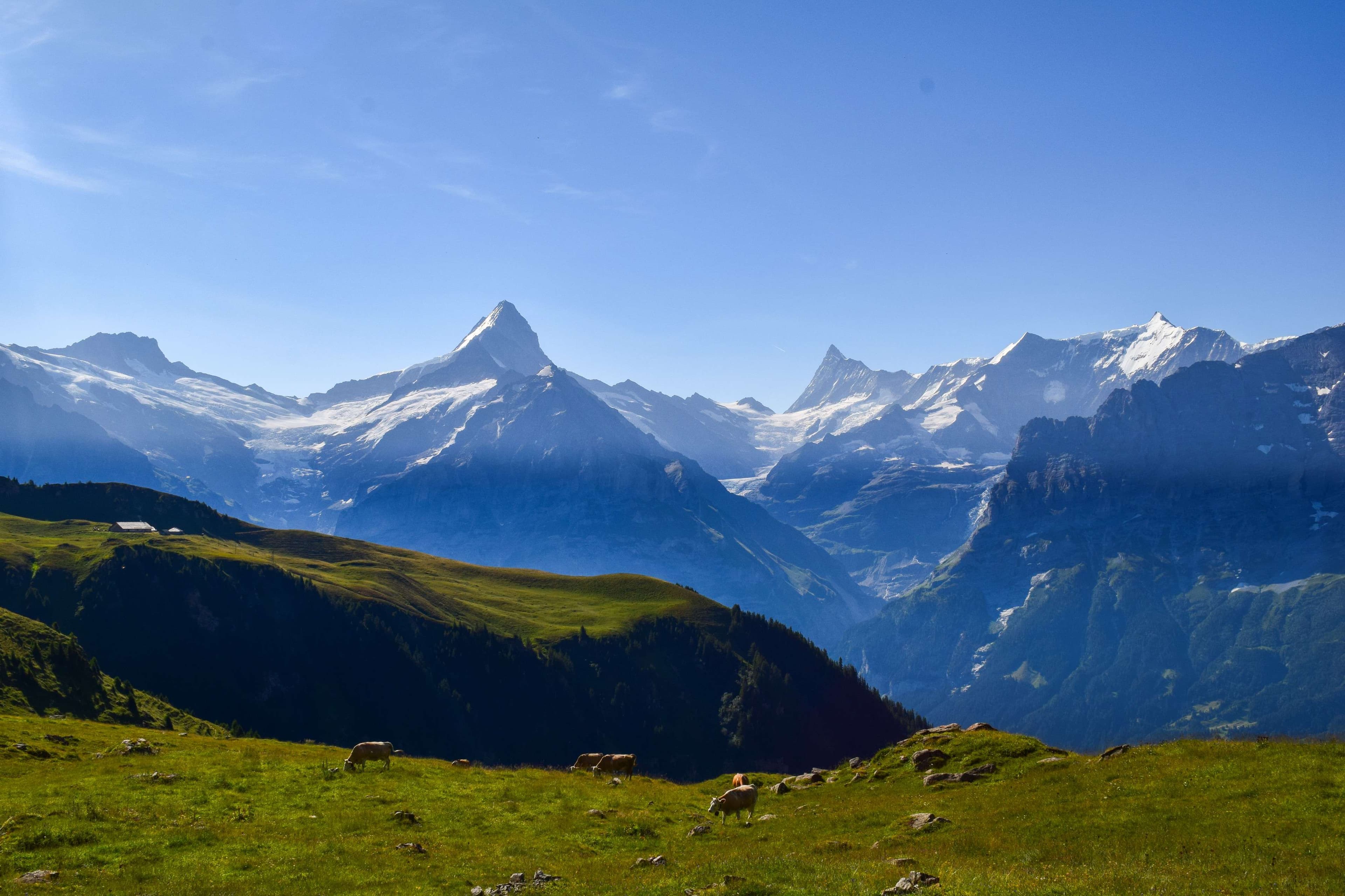 DescriptionComingSoon