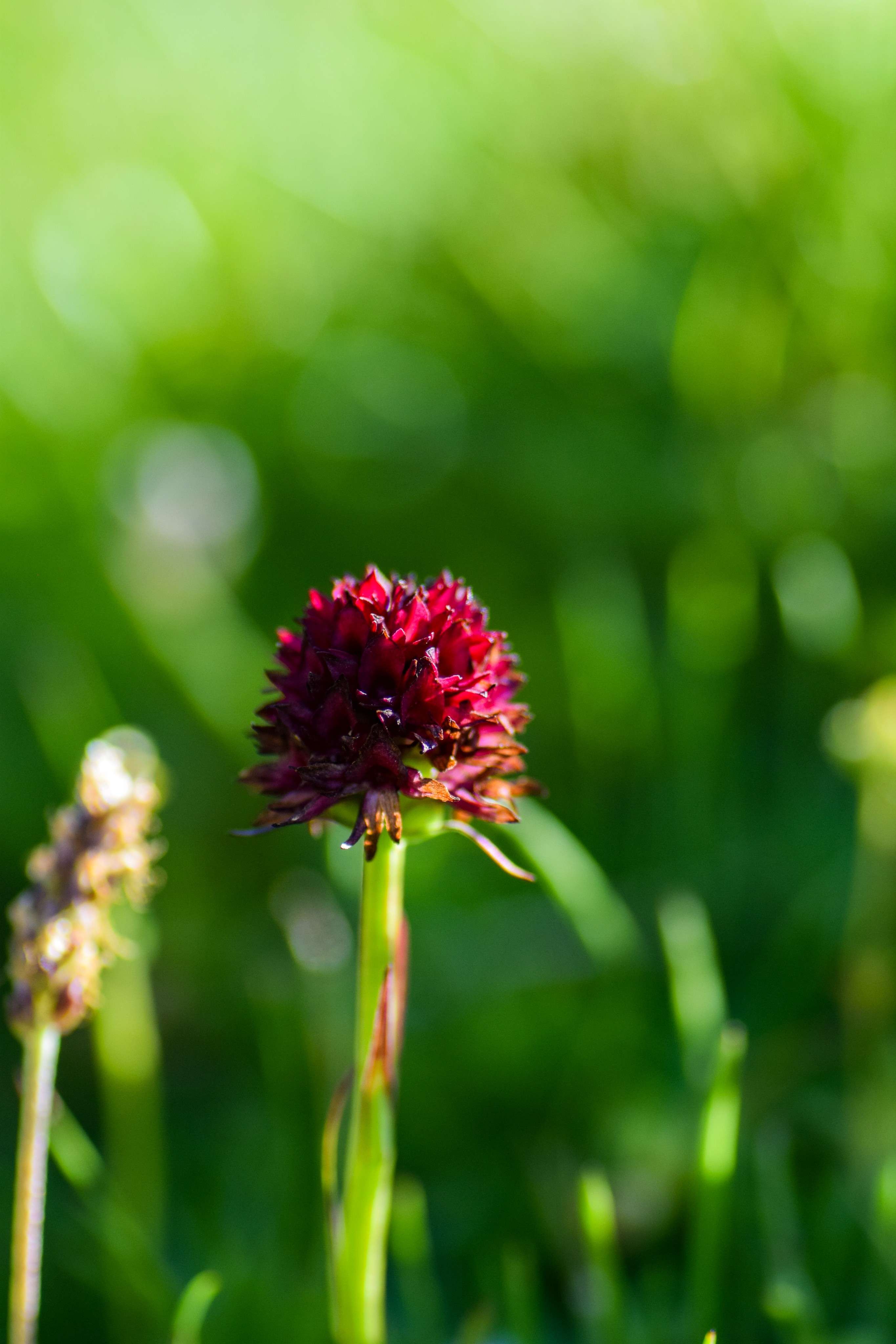 DescriptionComingSoon