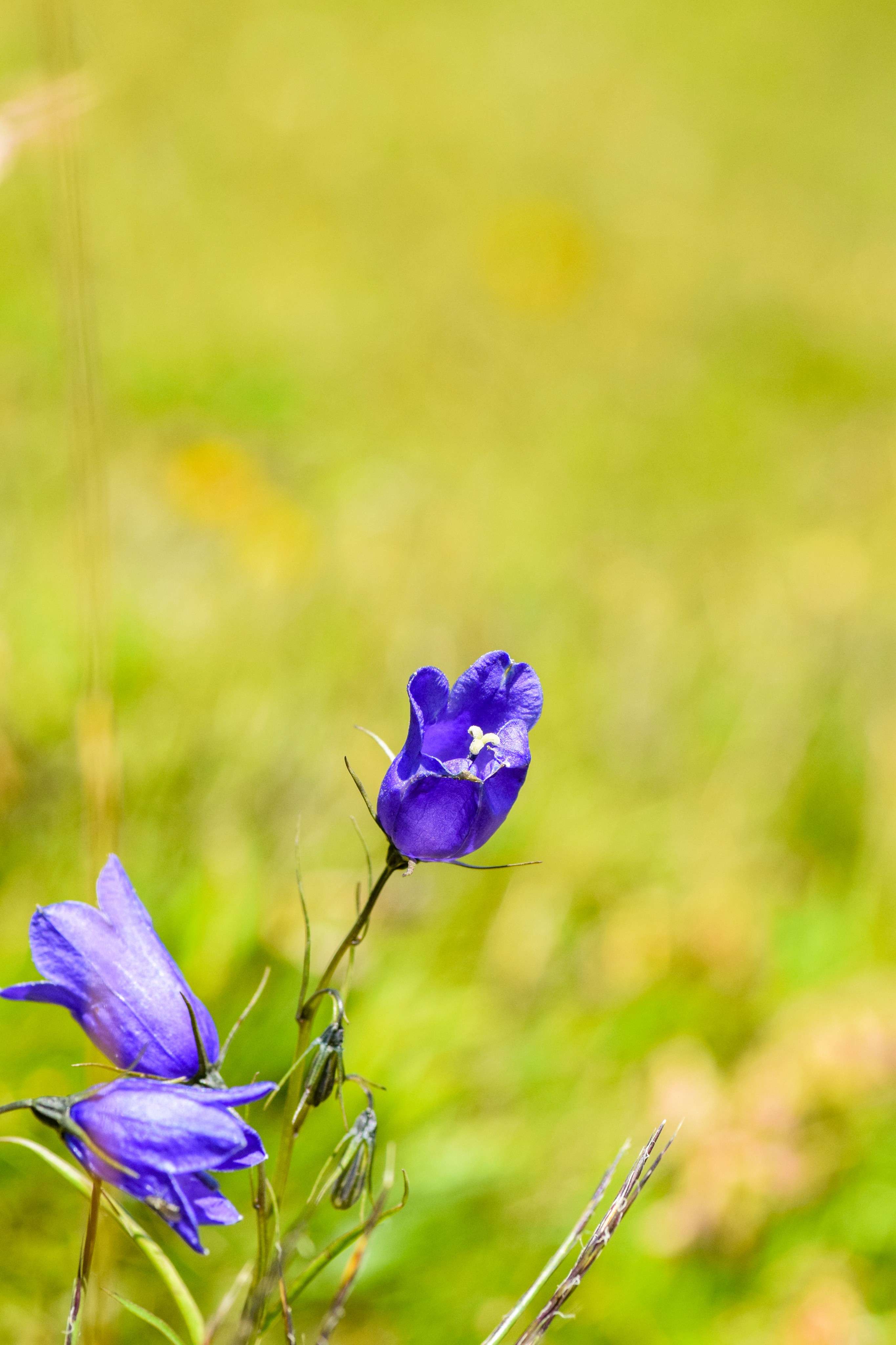 DescriptionComingSoon